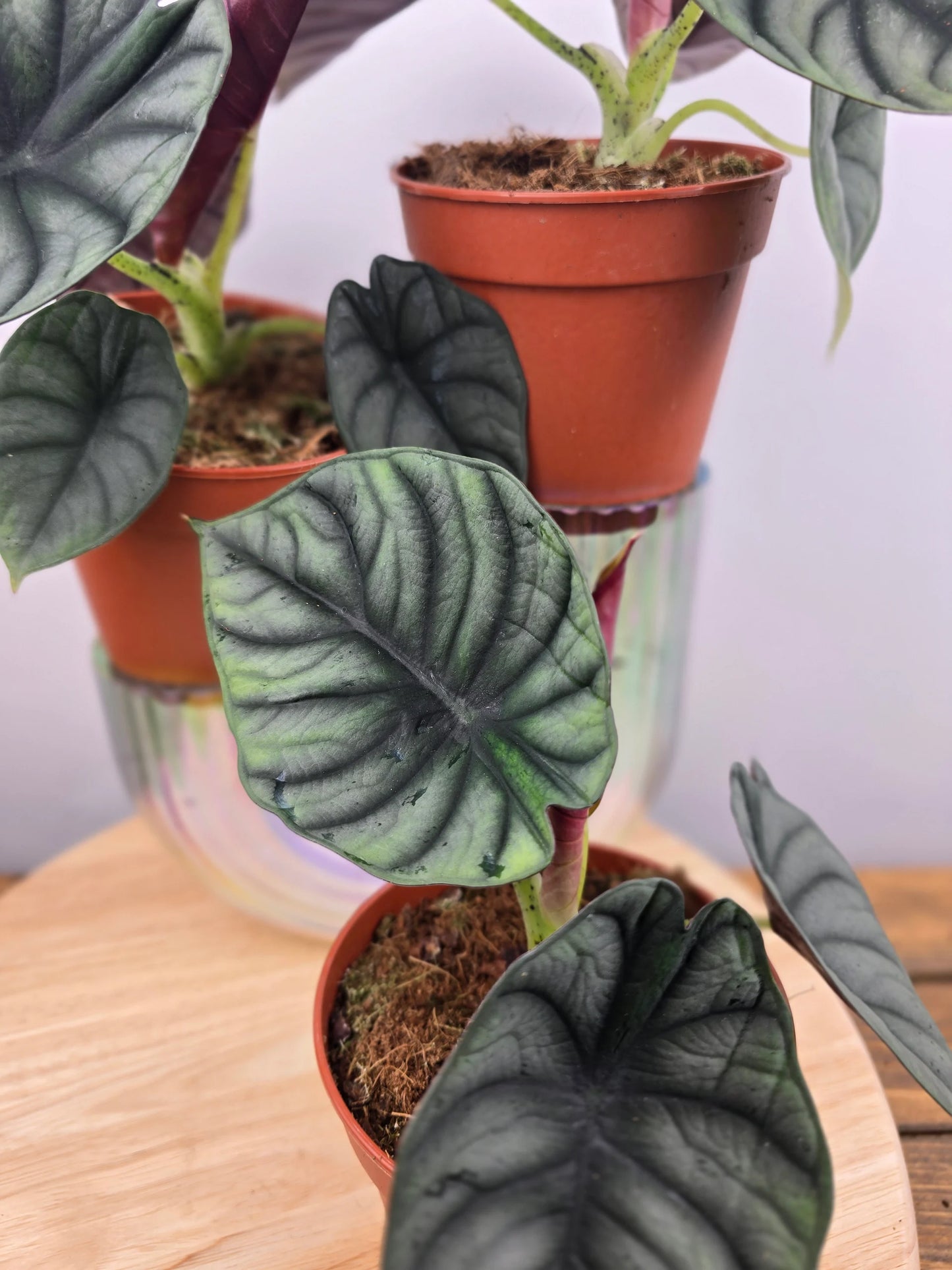 Alocasia nebula