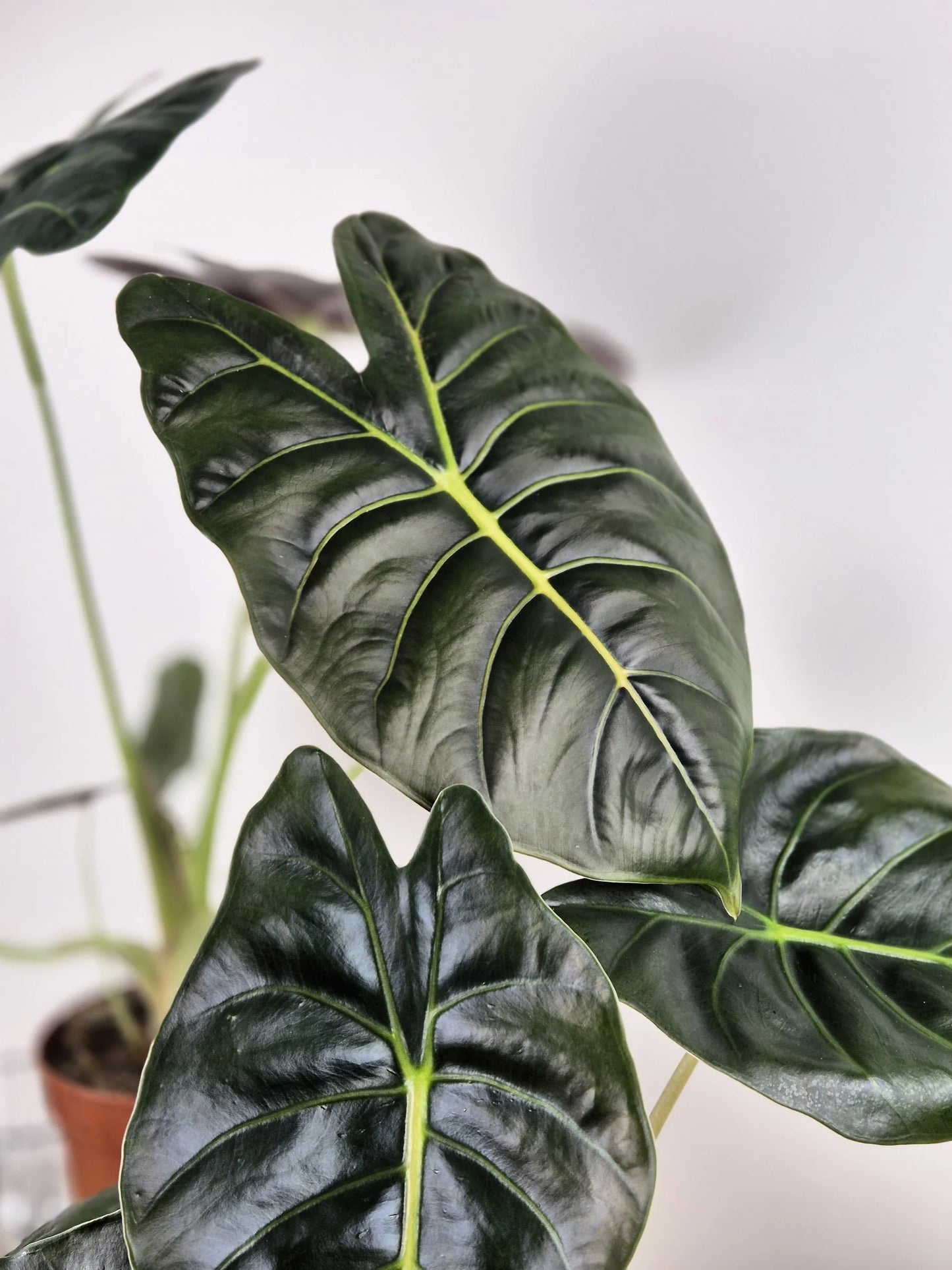 Alocasia 'Golden Bone'
