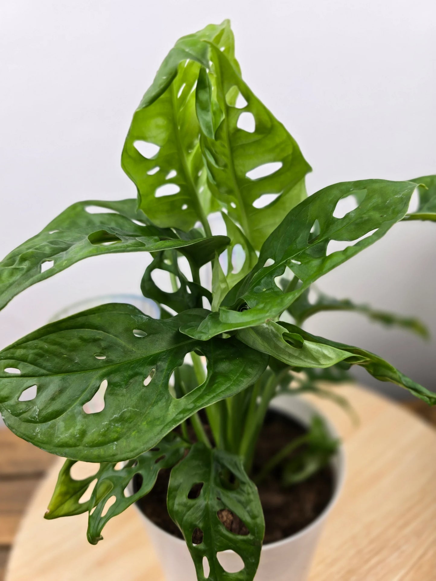 Monstera adansonii