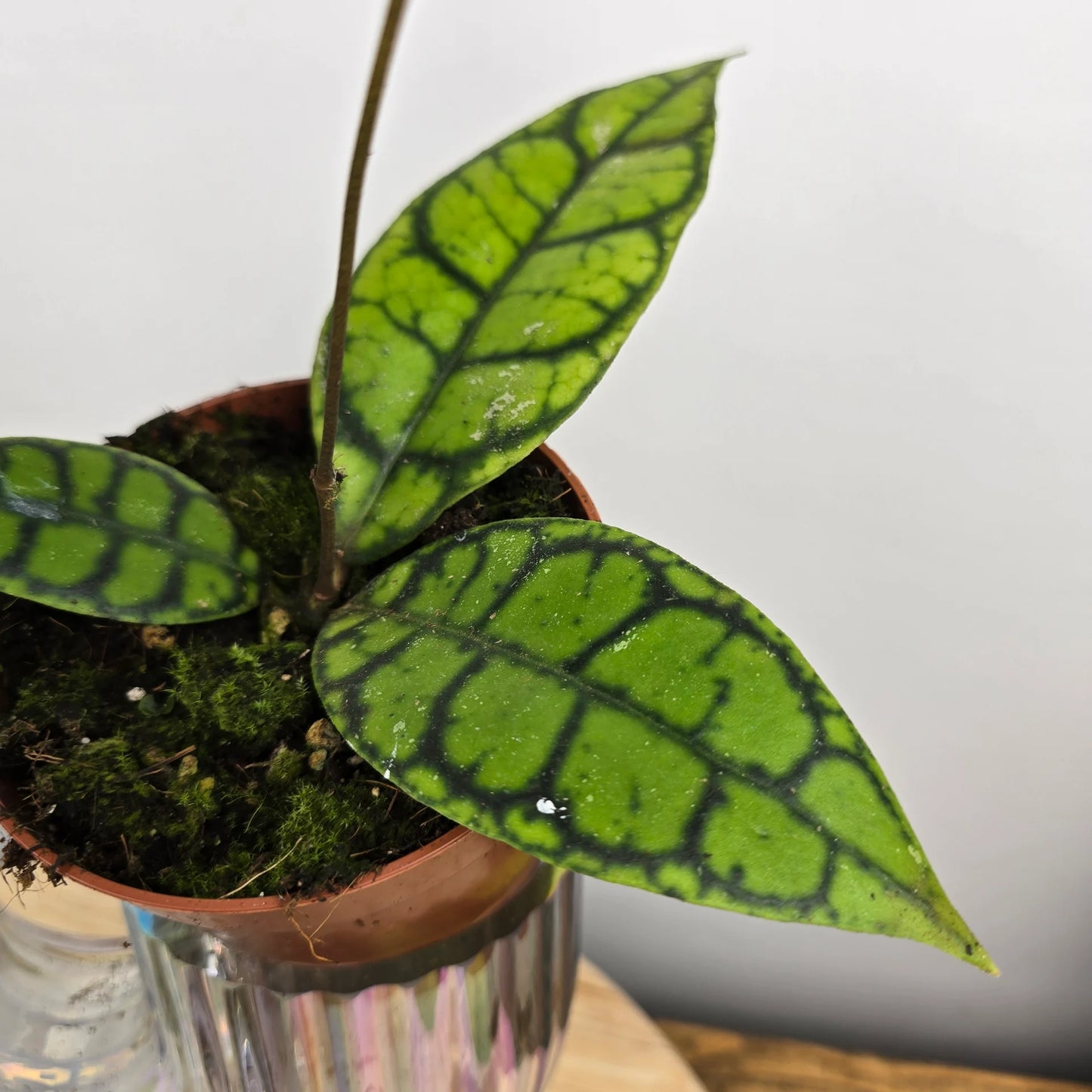 Hoya callistophylla 'Black Cat'