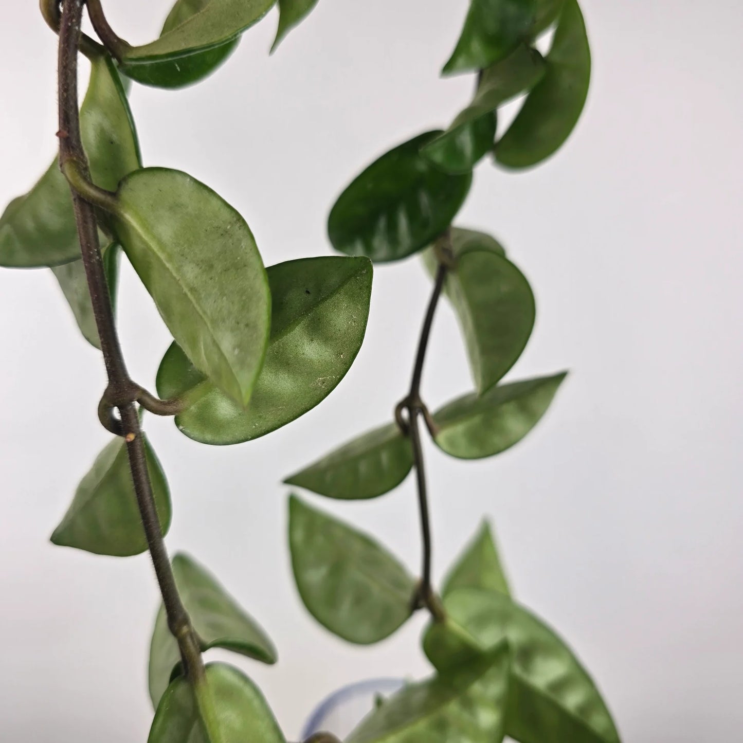 Hoya carnosa 'Krinkle 8'