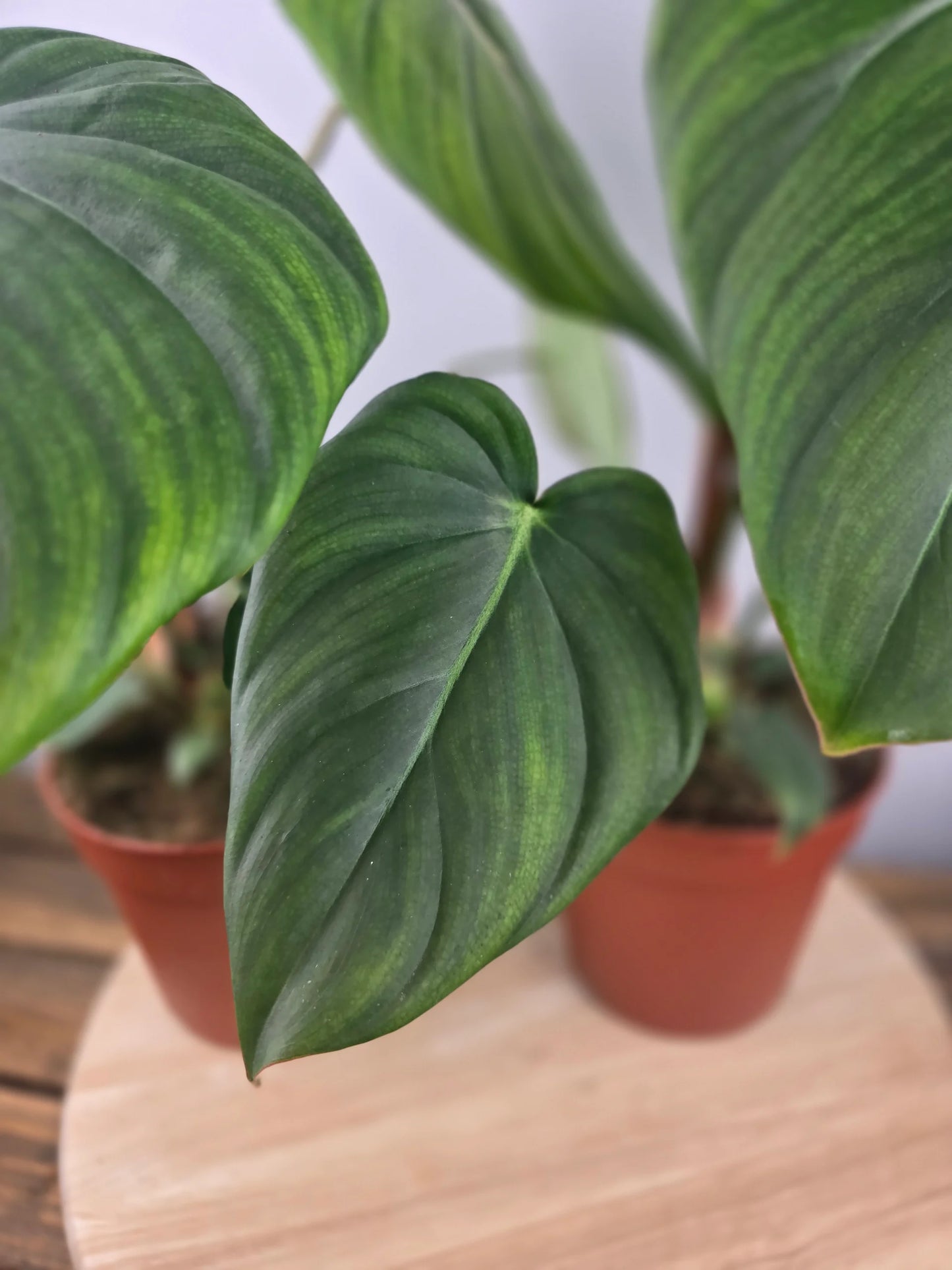 Philodendron Dean McDowell