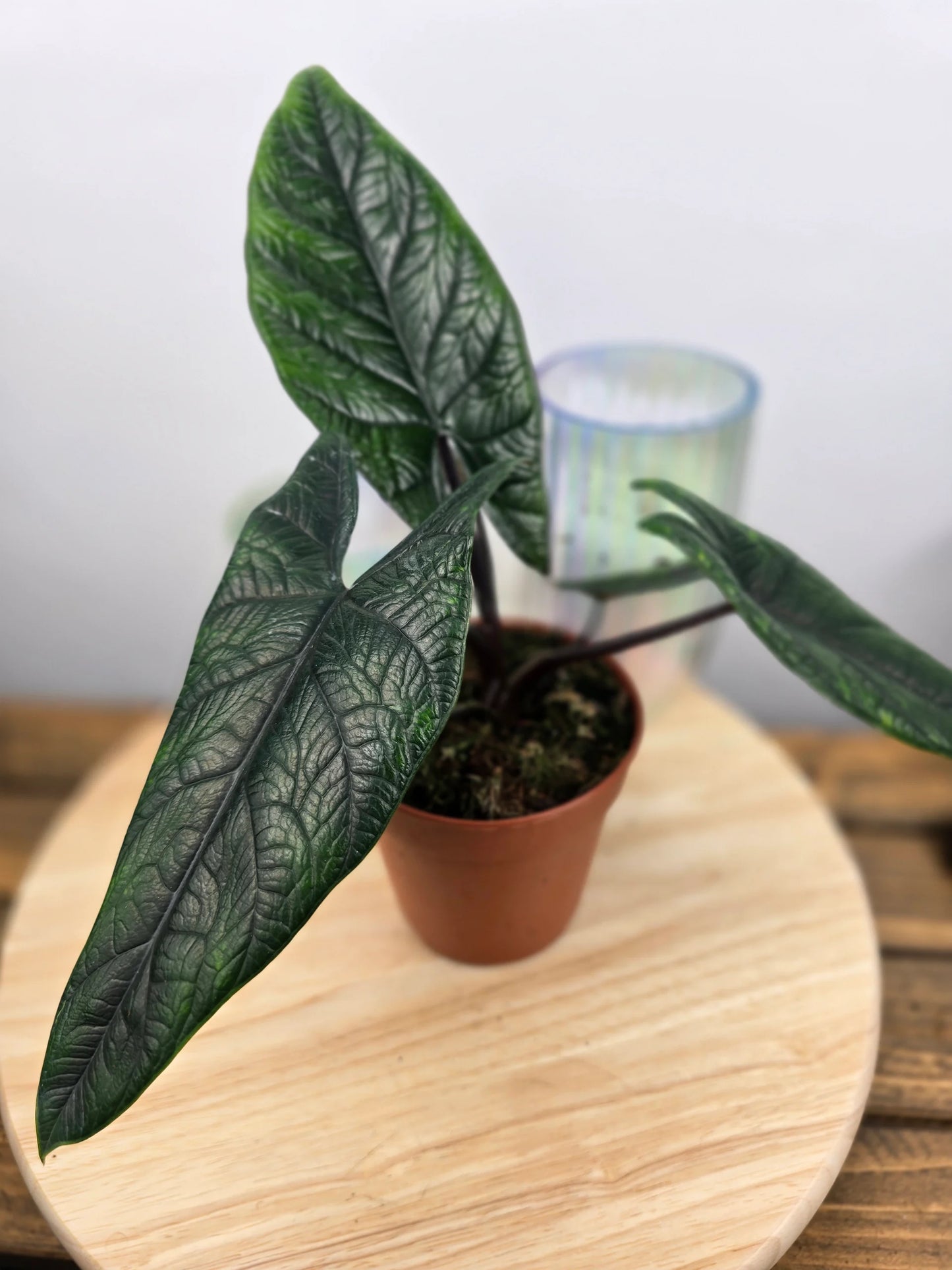 Alocasia Scalprum