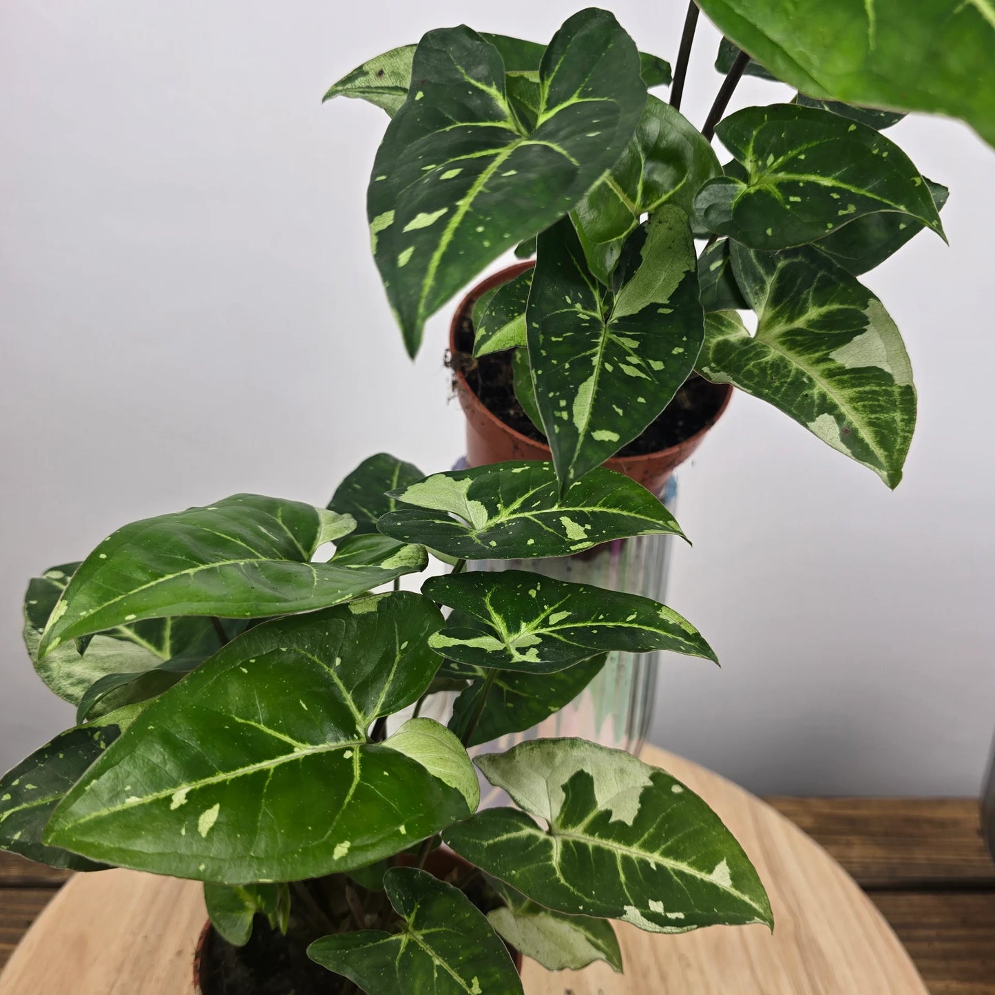 Syngonium Panda