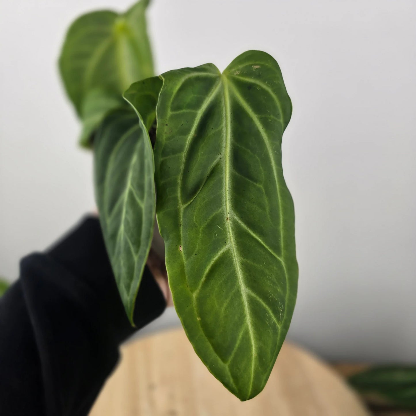 Anthurium villenaorum