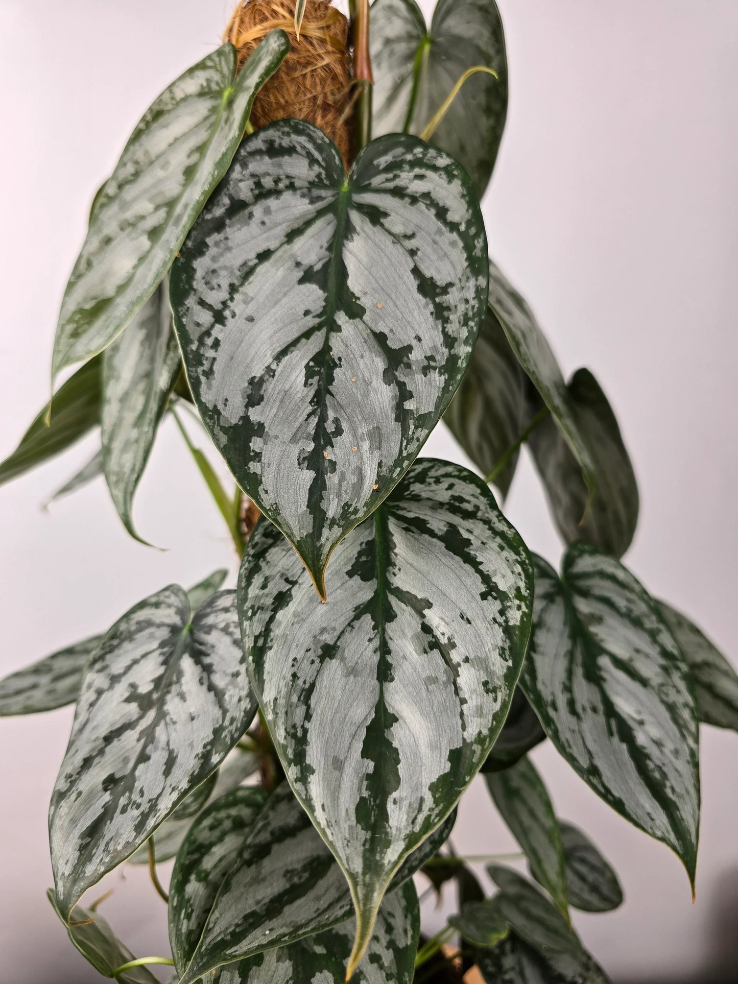 Philodendron brandtianum