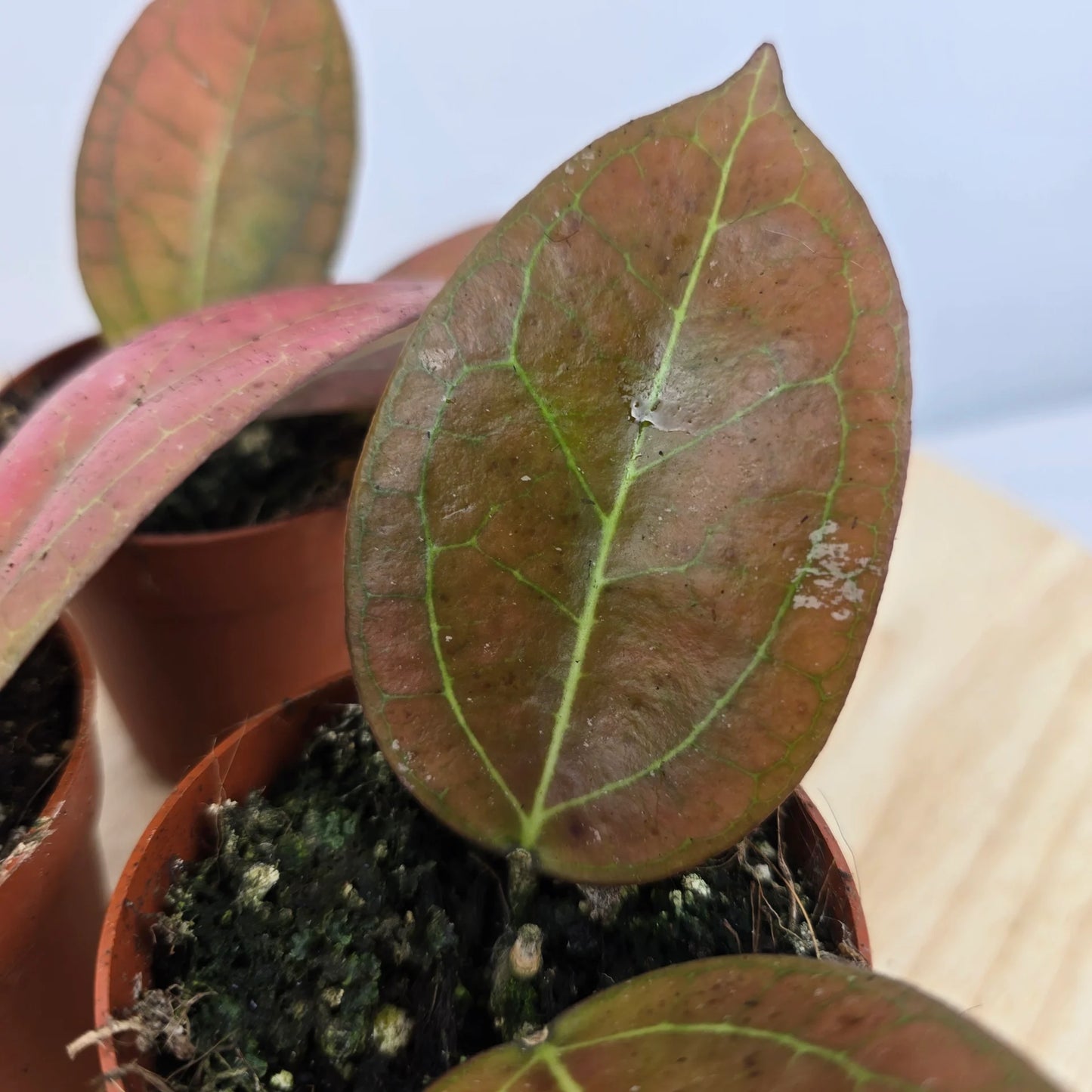 Hoya Tequlia Sunrise