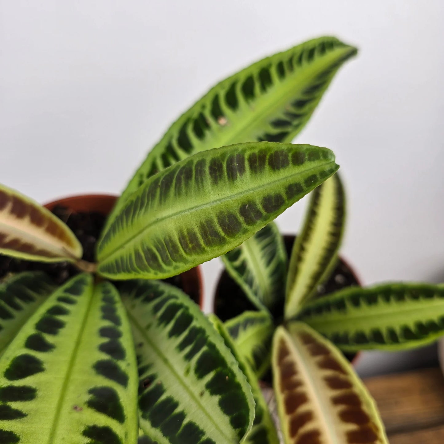 Labisia 'Jambi'