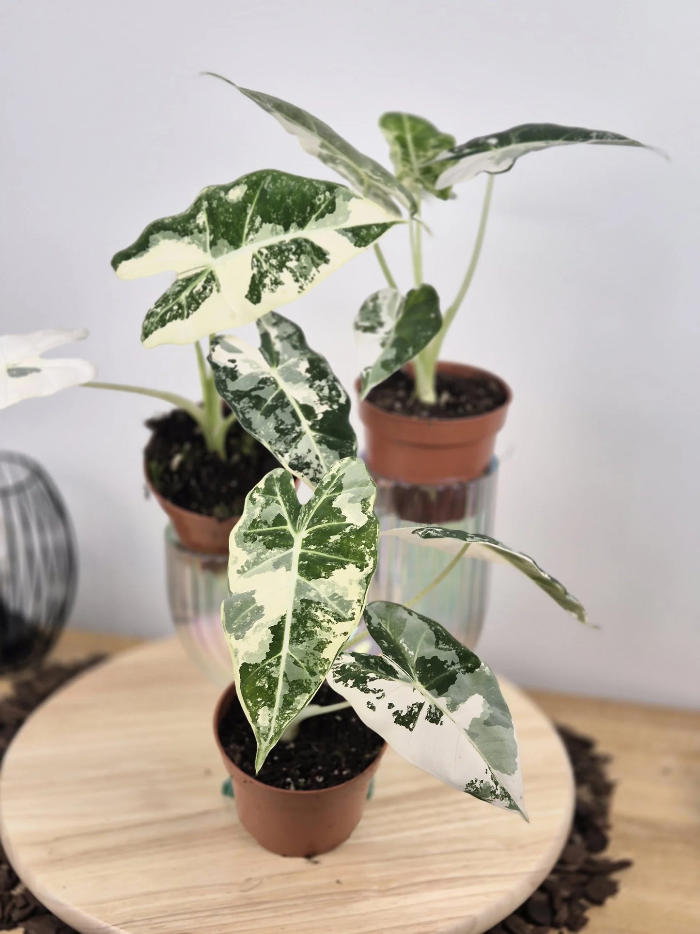 Alocasia Micholitziana 'Frydek variegata'