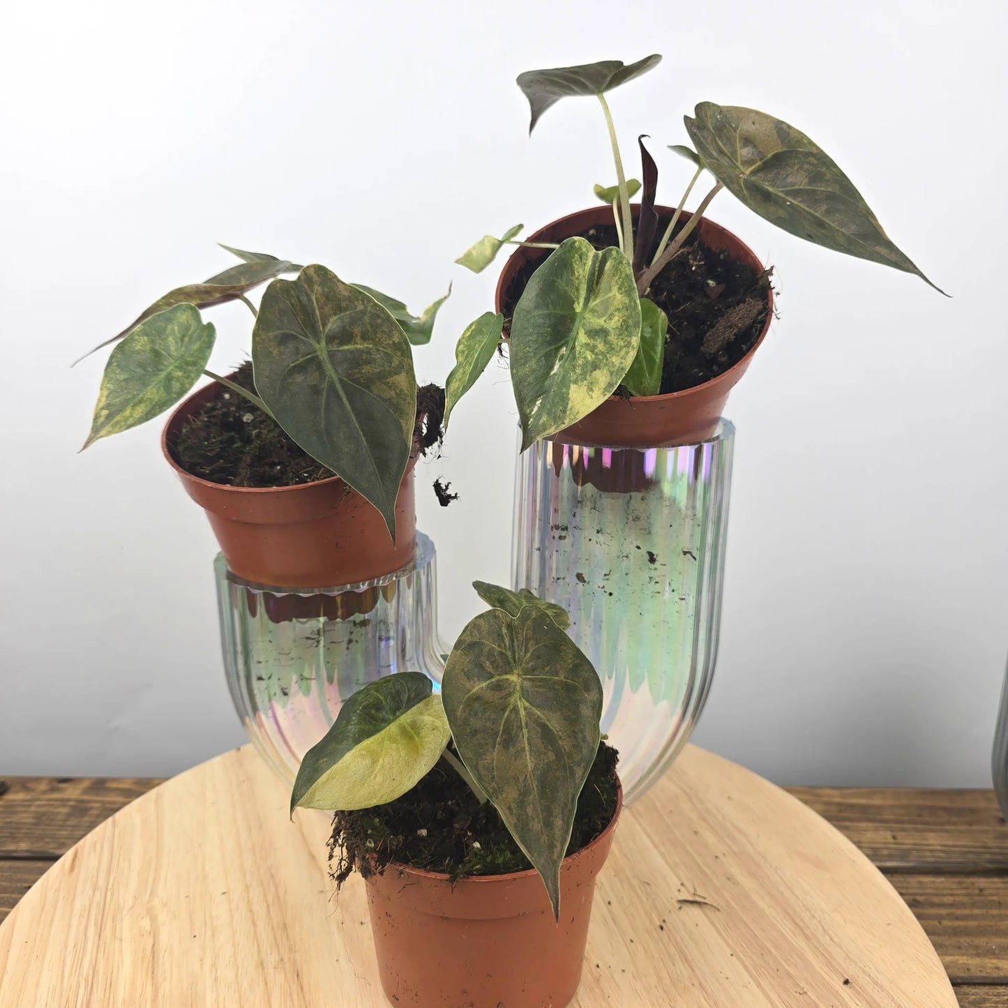 Alocasia wentii 'Aurea'