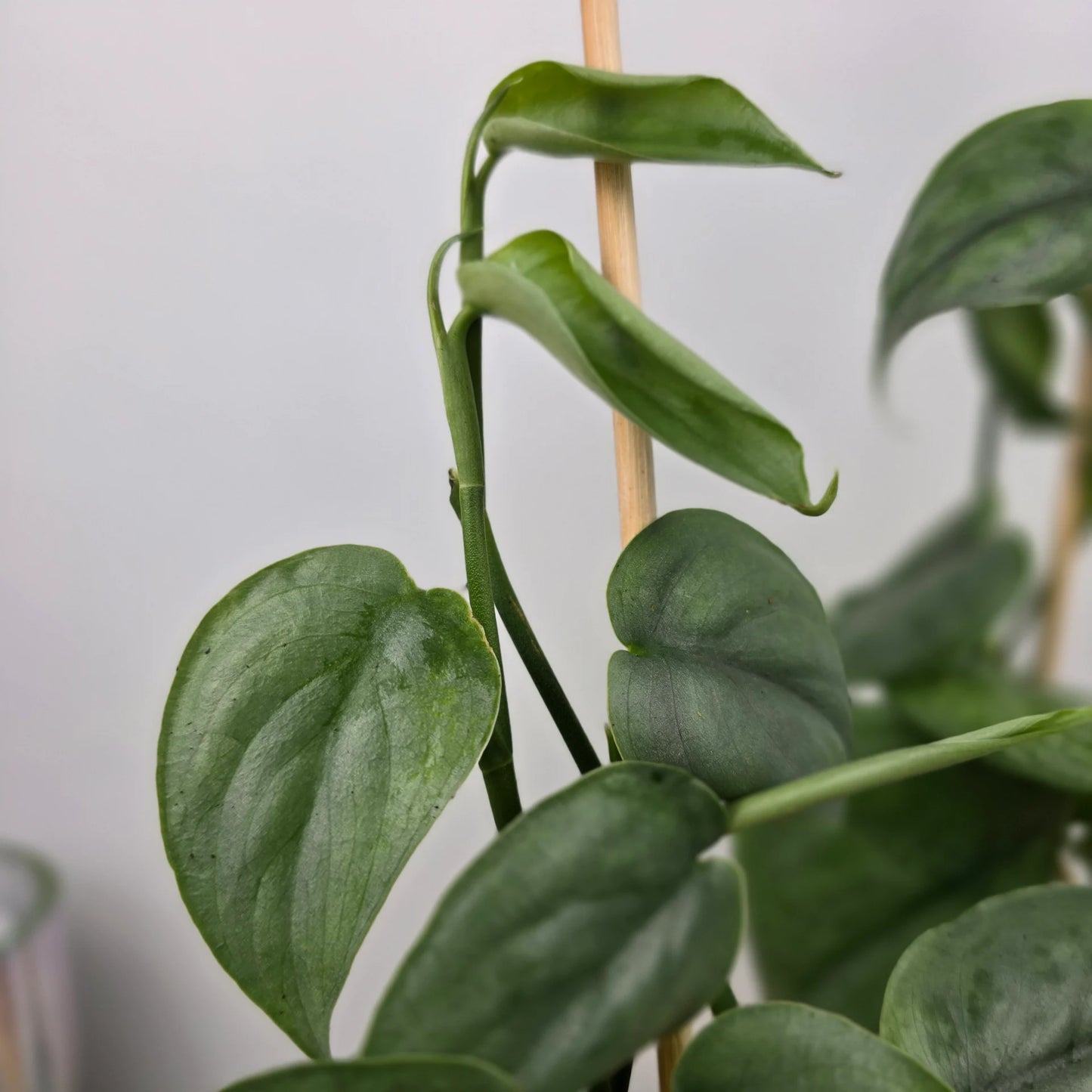 Scindapsus 'Silver Tattoo'