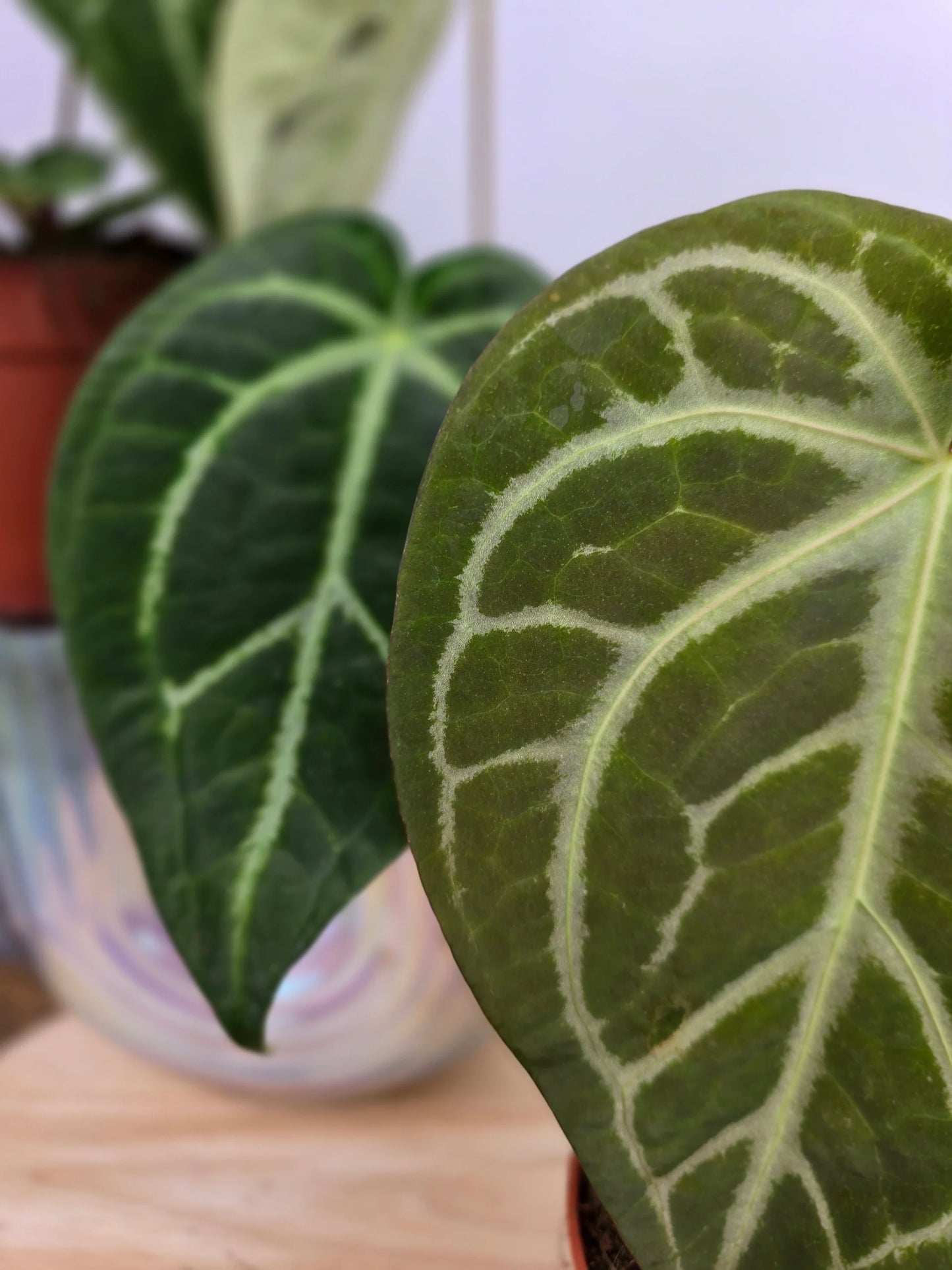 Anthurium Magnificum