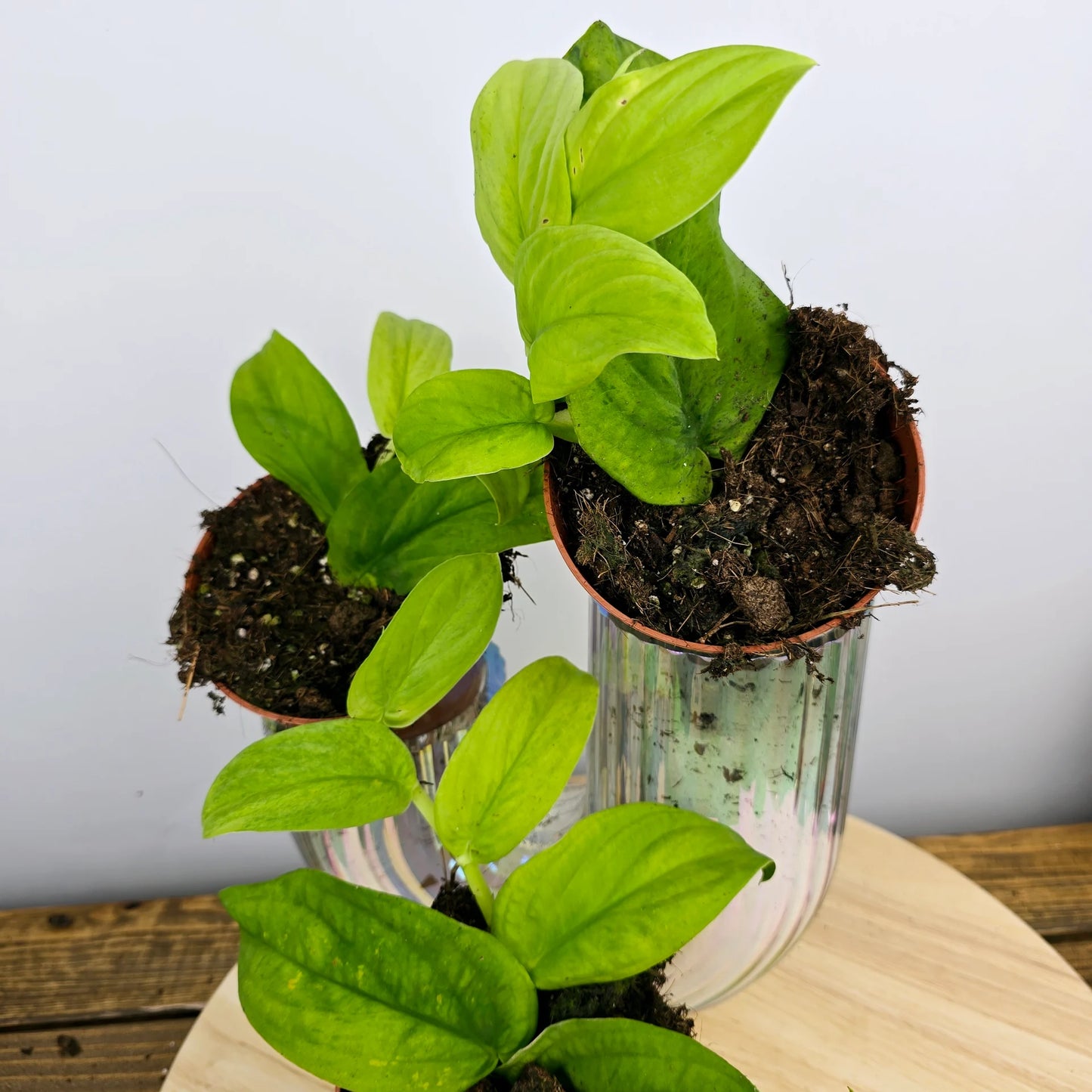 Rhaphidophora korthalsii marble aurea