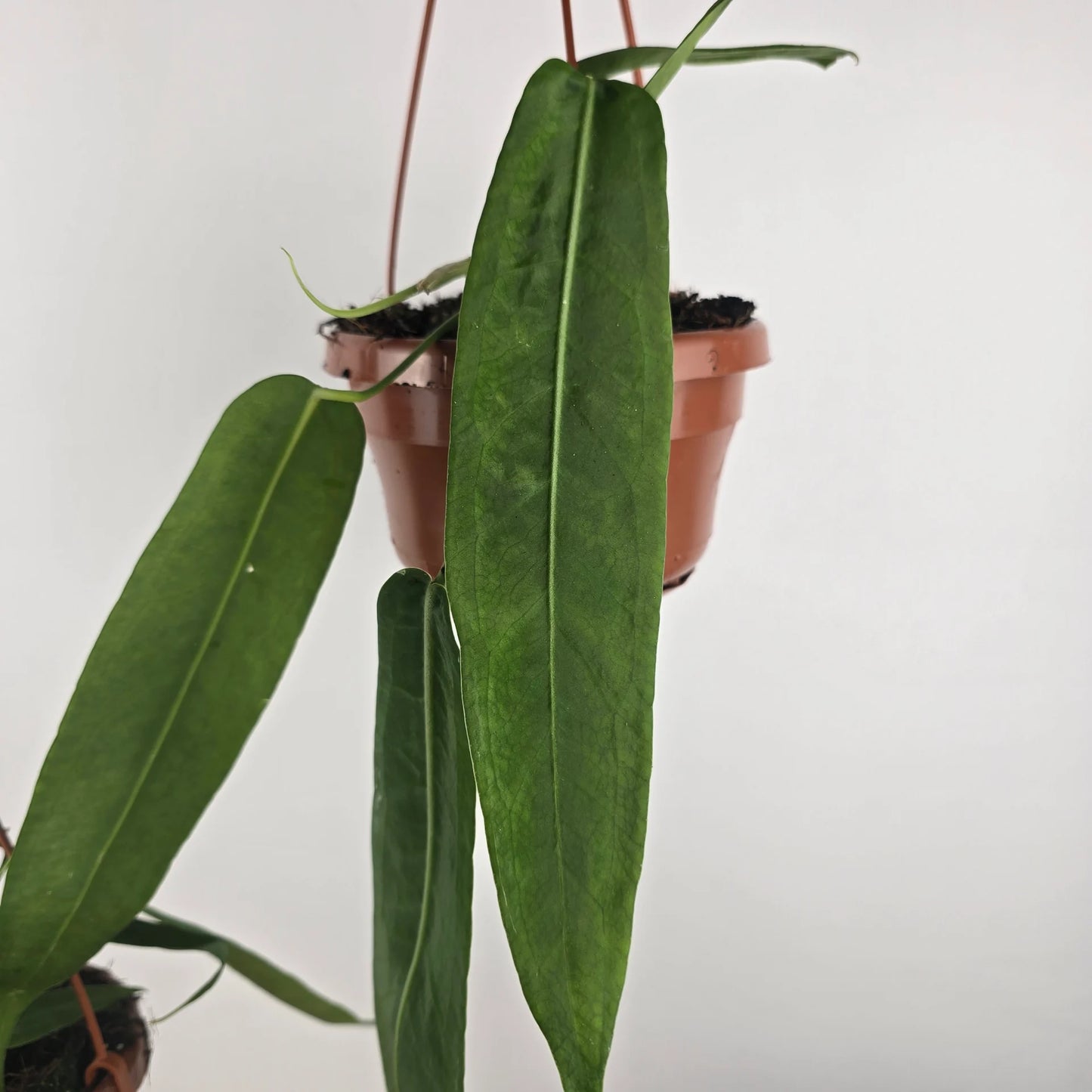 Anthurium pallidiflorum