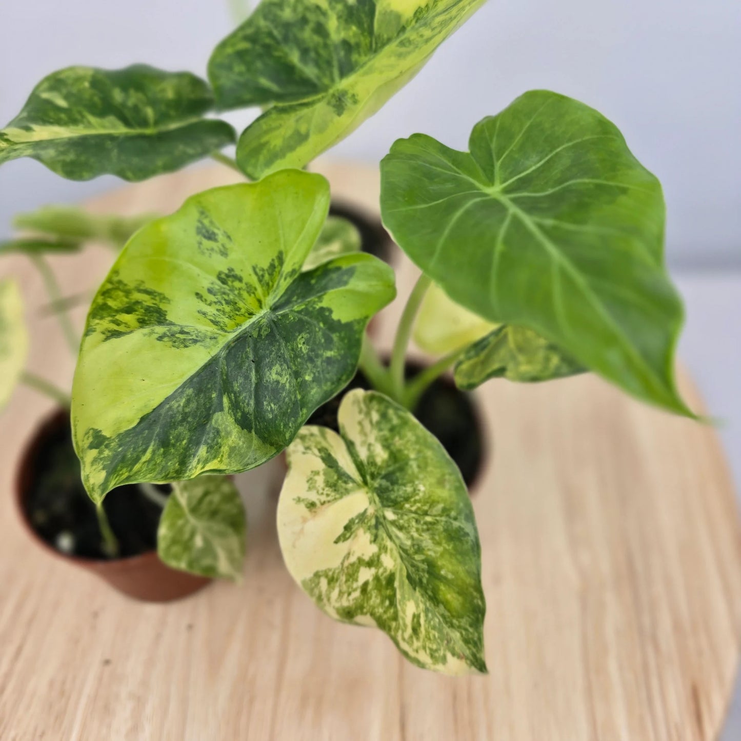 Alocasia Odora aurea variegata