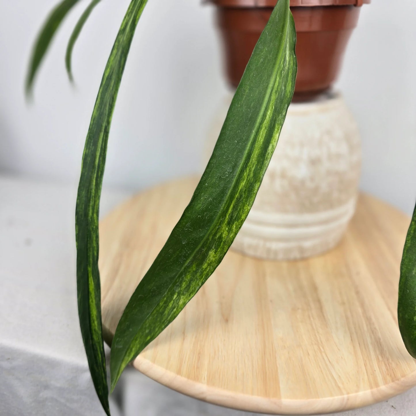 Anthurium vittariifolium 'Variegata'