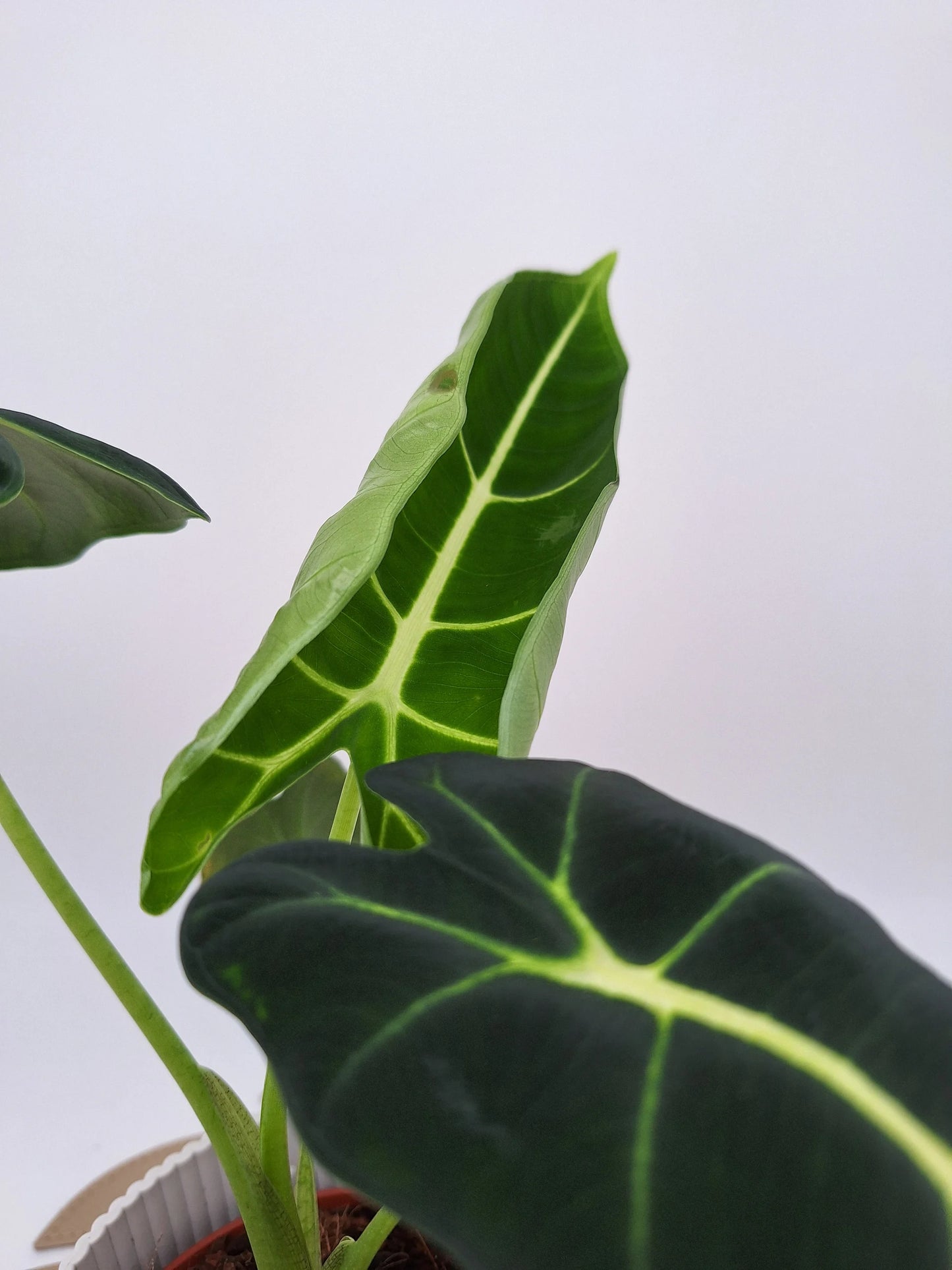 Alocasia micholitziana 'Frydek'