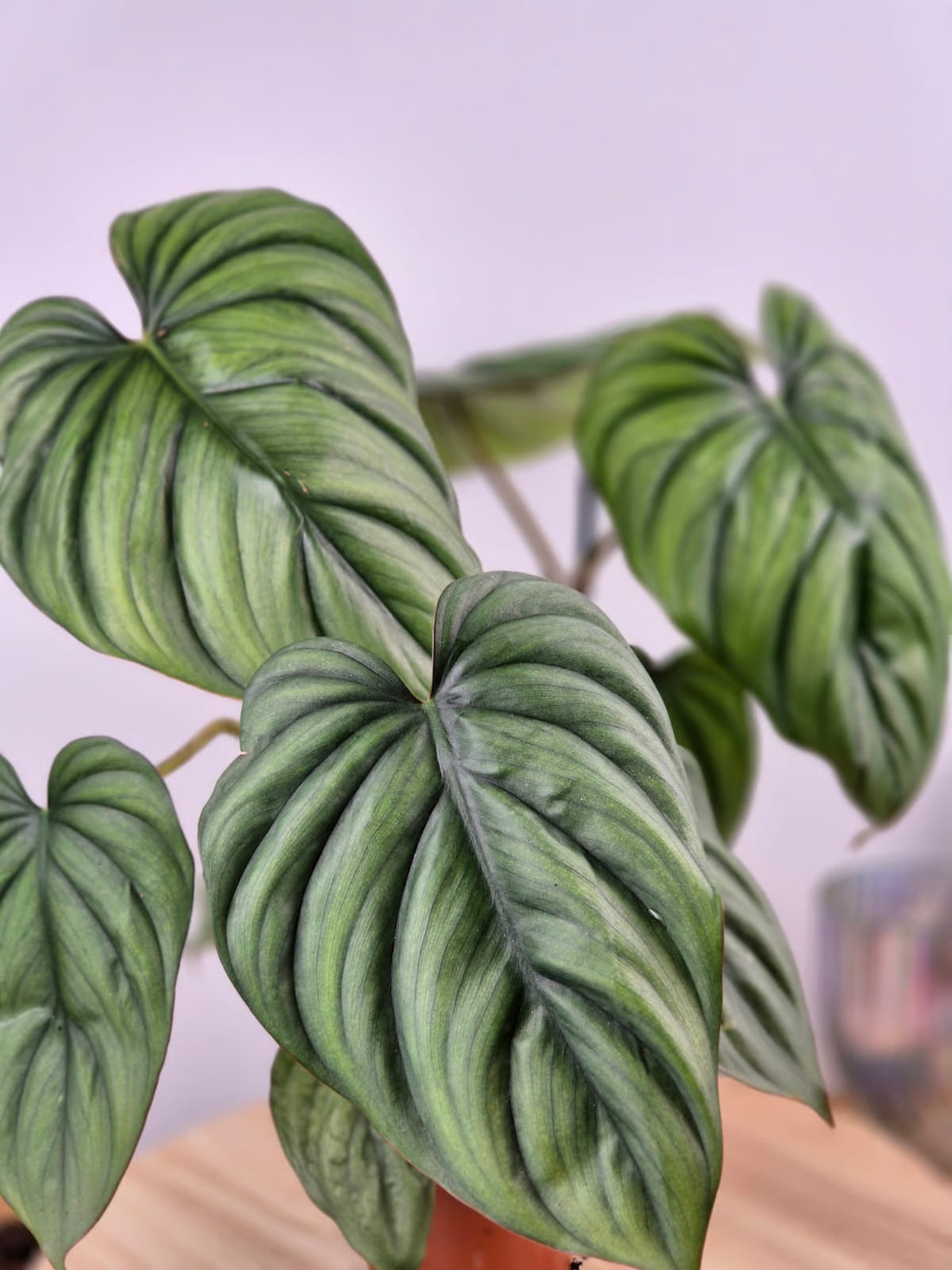 Philodendron sp Colombia