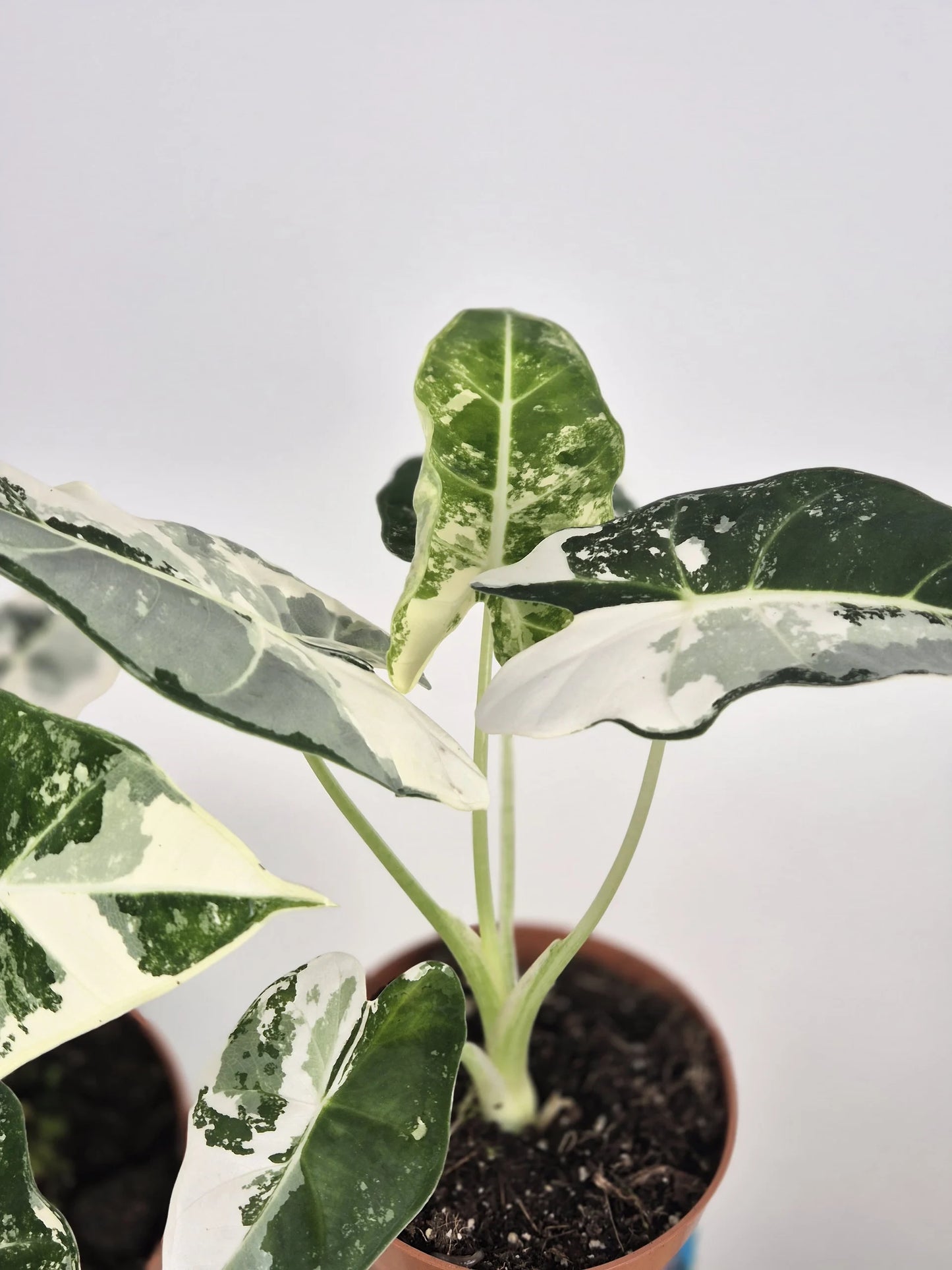 Alocasia Micholitziana 'Frydek variegata'