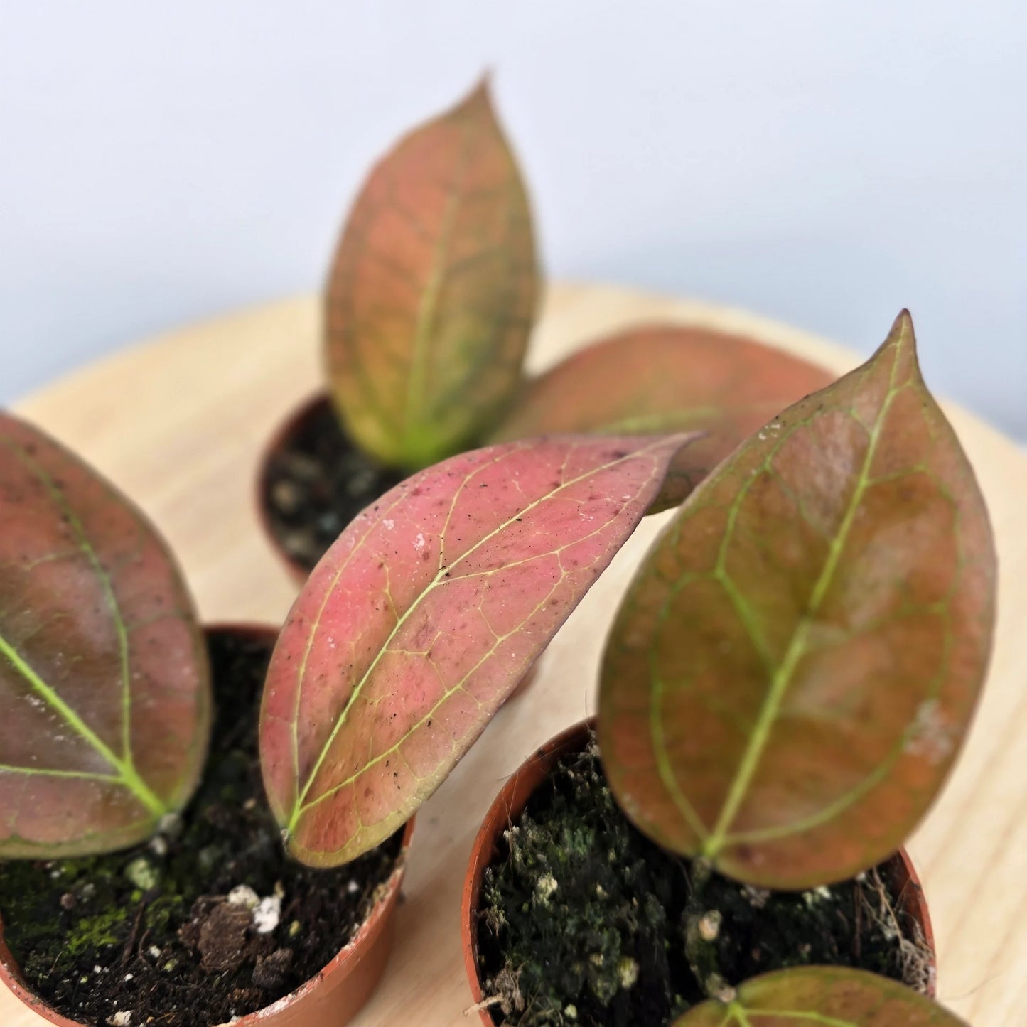 Hoya Tequlia Sunrise