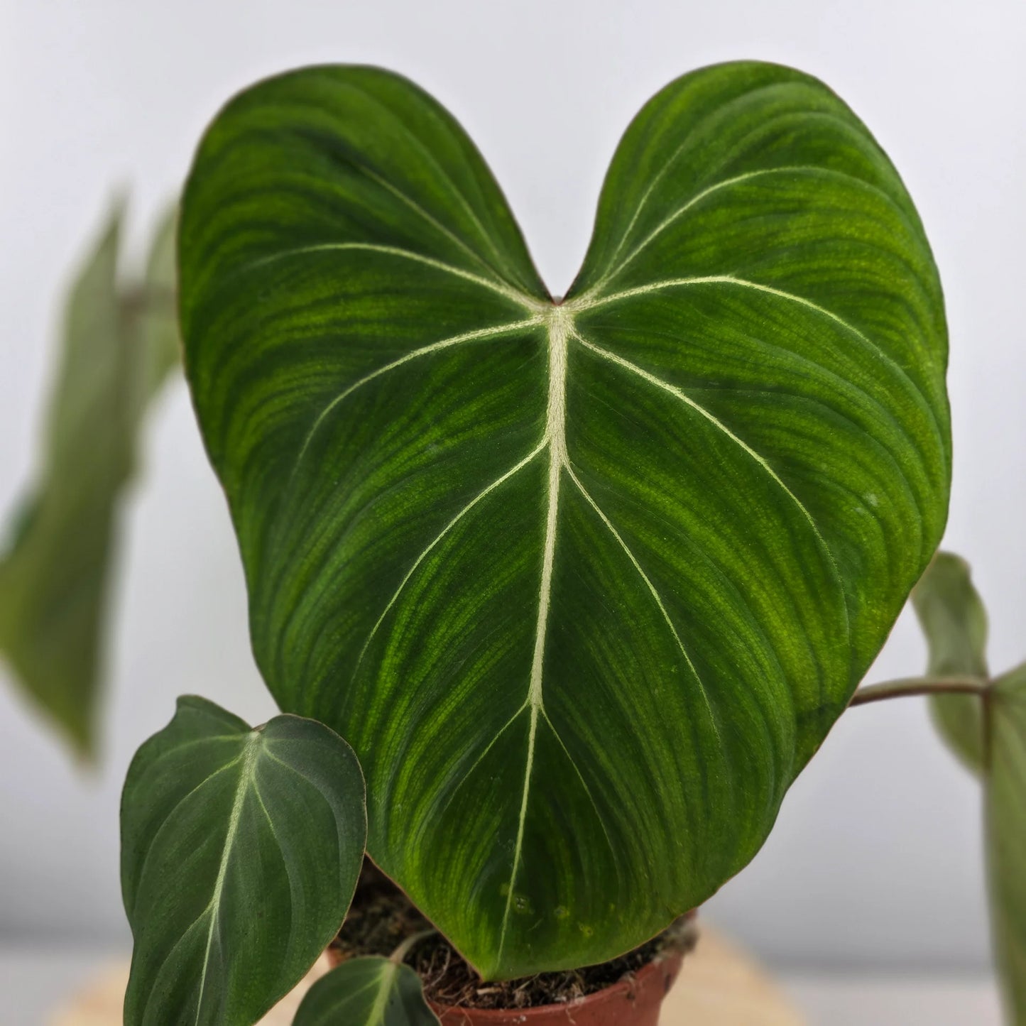 Philodendron Gloriosum