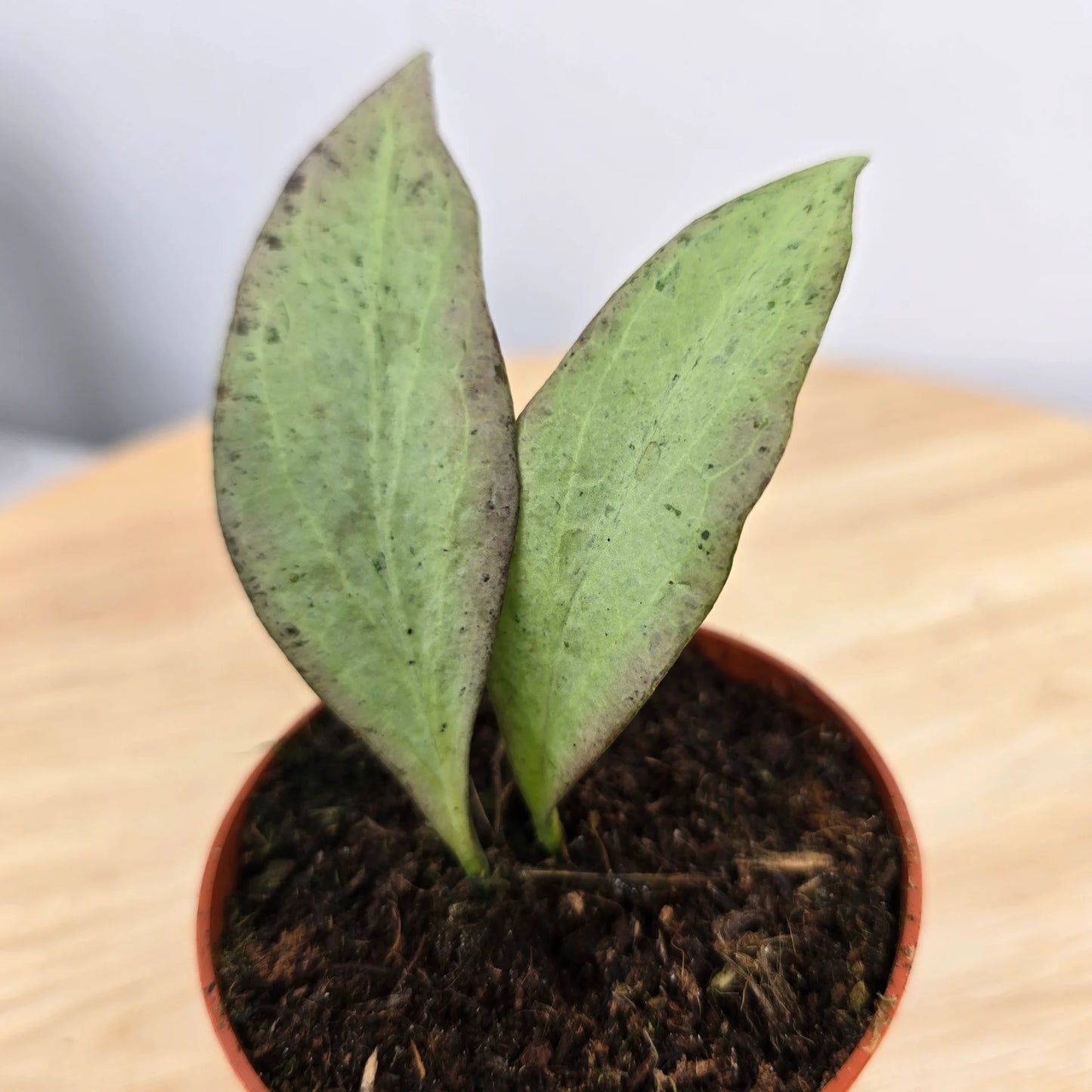 Hoya nicholsoniae 'New Guinea Ghost'