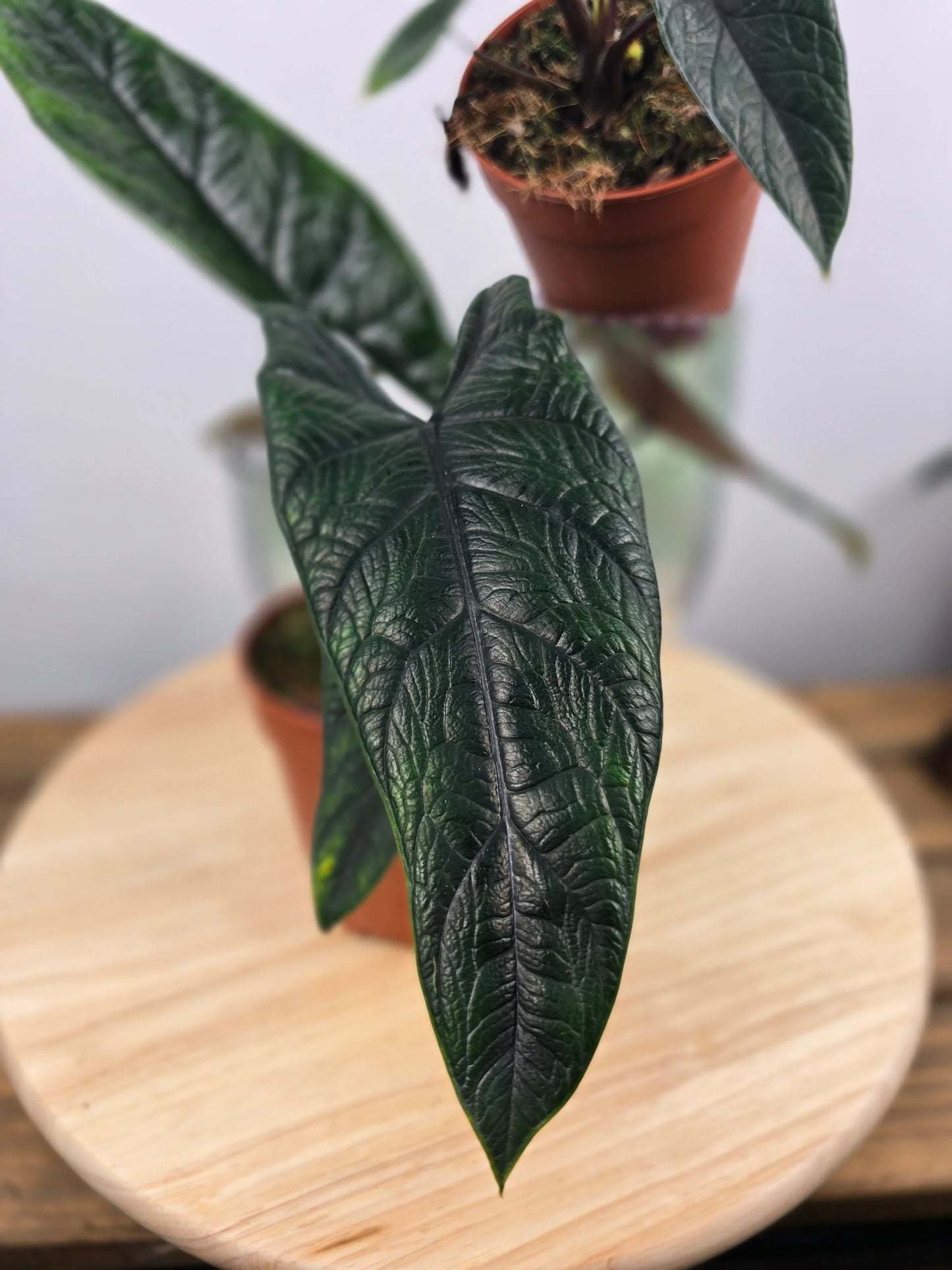 Alocasia Scalprum