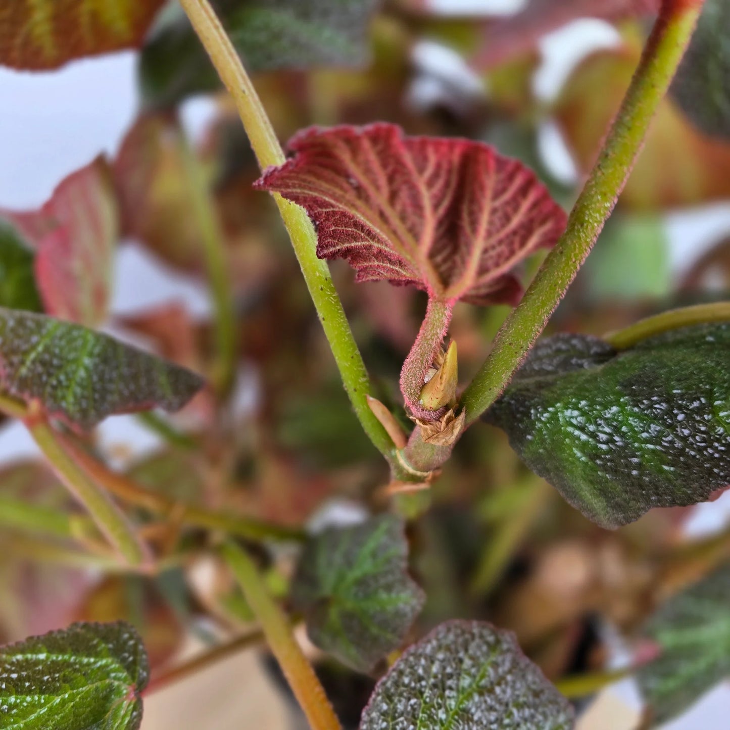 Begonia 'Boomer'