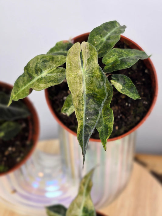 Alocasia Polly 'aurea variegata'