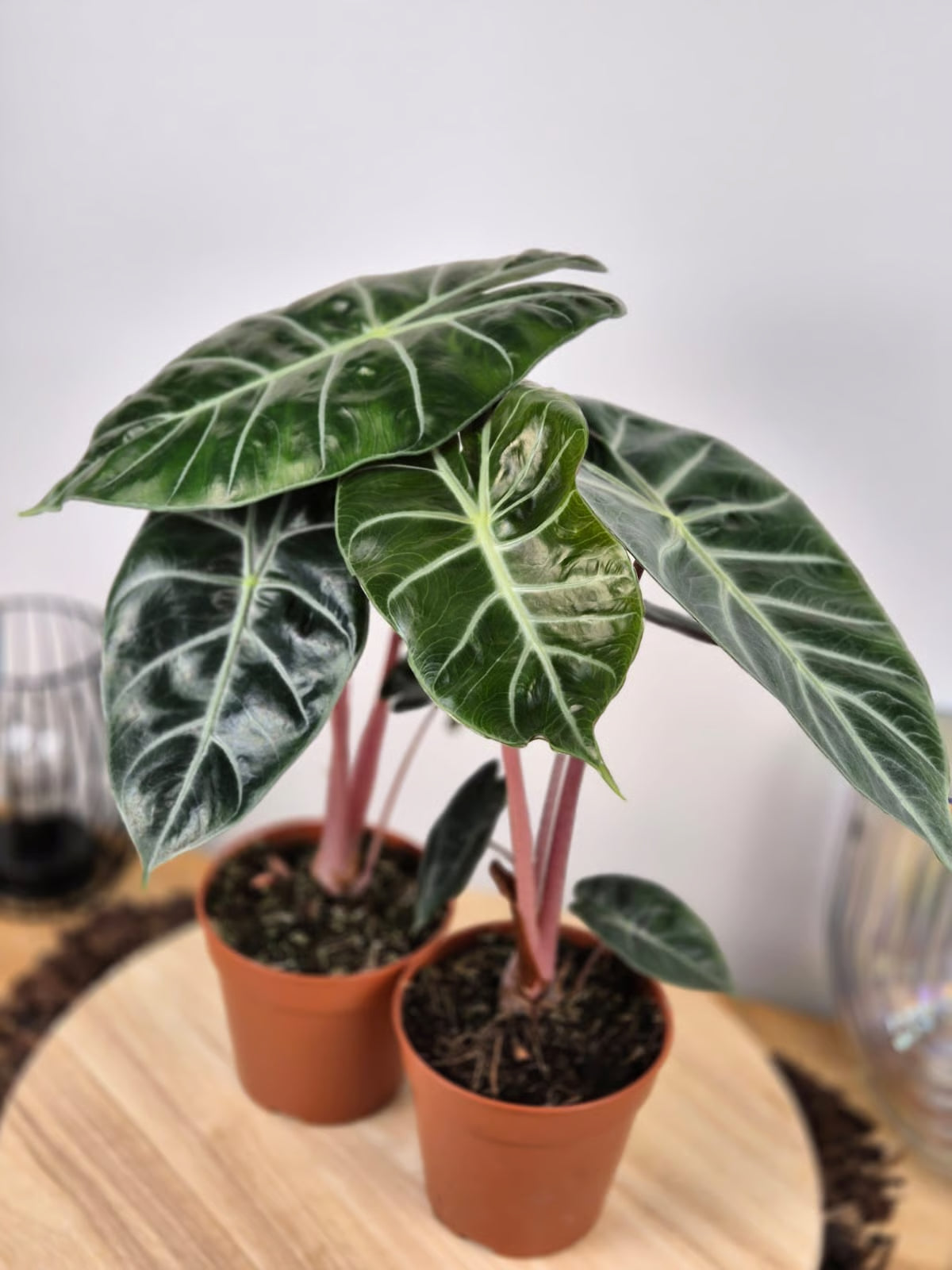 Alocasia 'Pink Dragon'