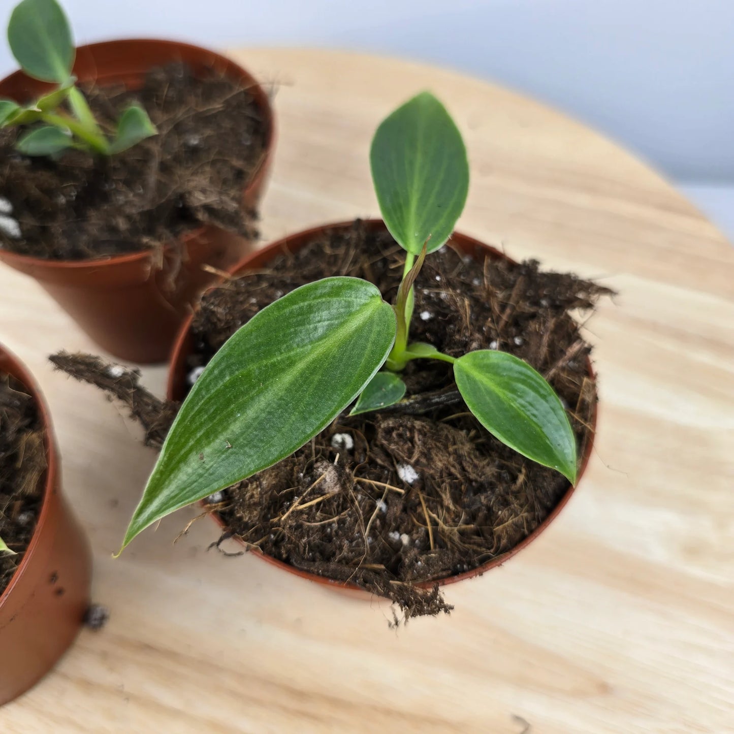 Philodendron 'Spiritus Sancti'