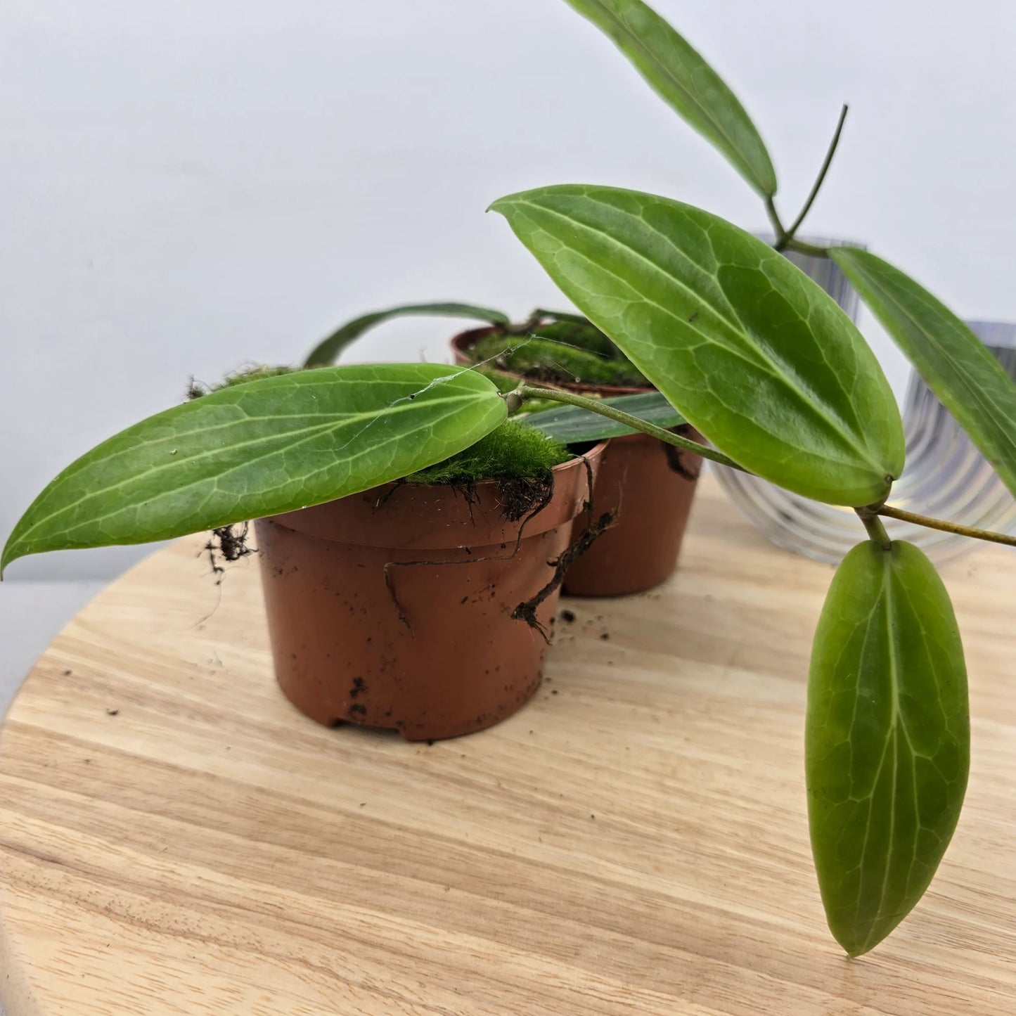 Hoya soligamiana