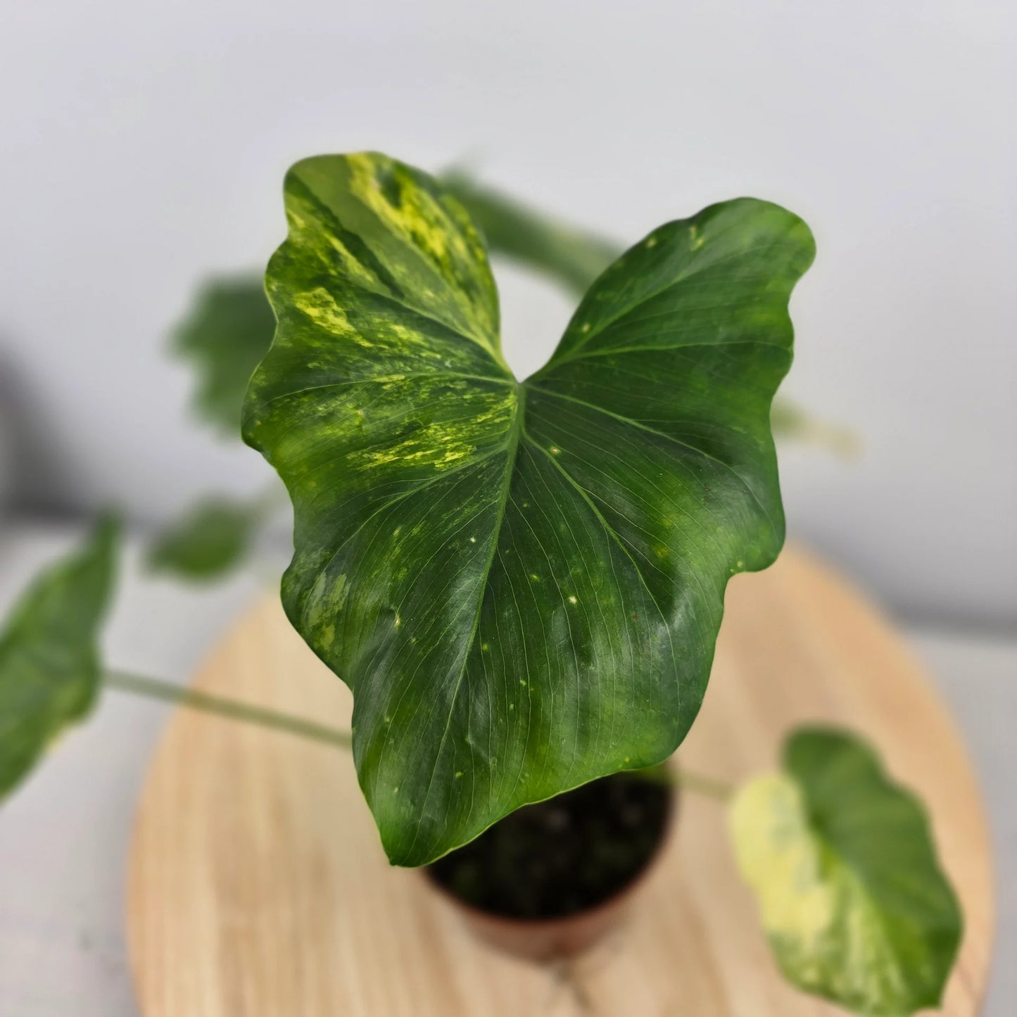 Philodendron Radiatum variegata