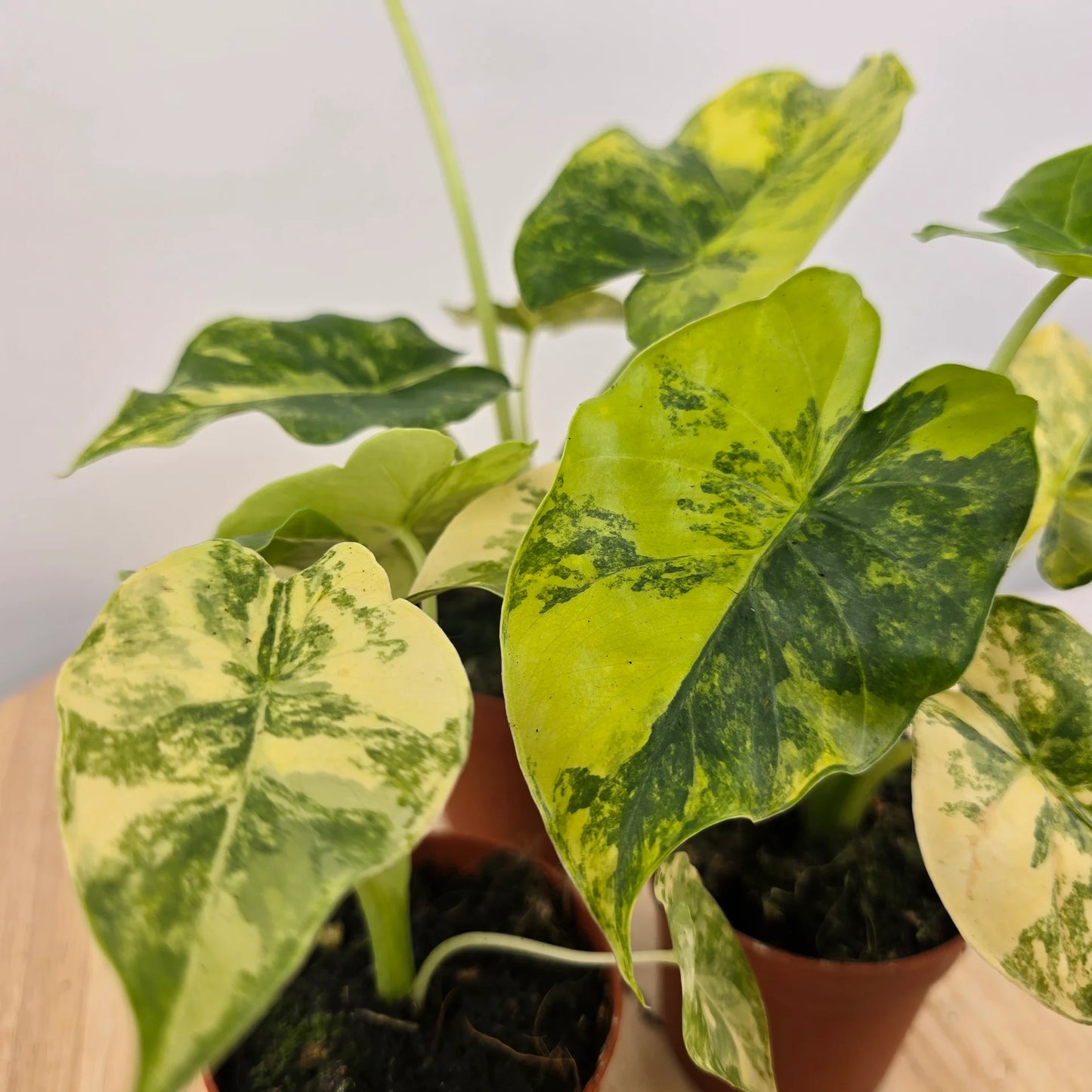 Alocasia Odora aurea variegata