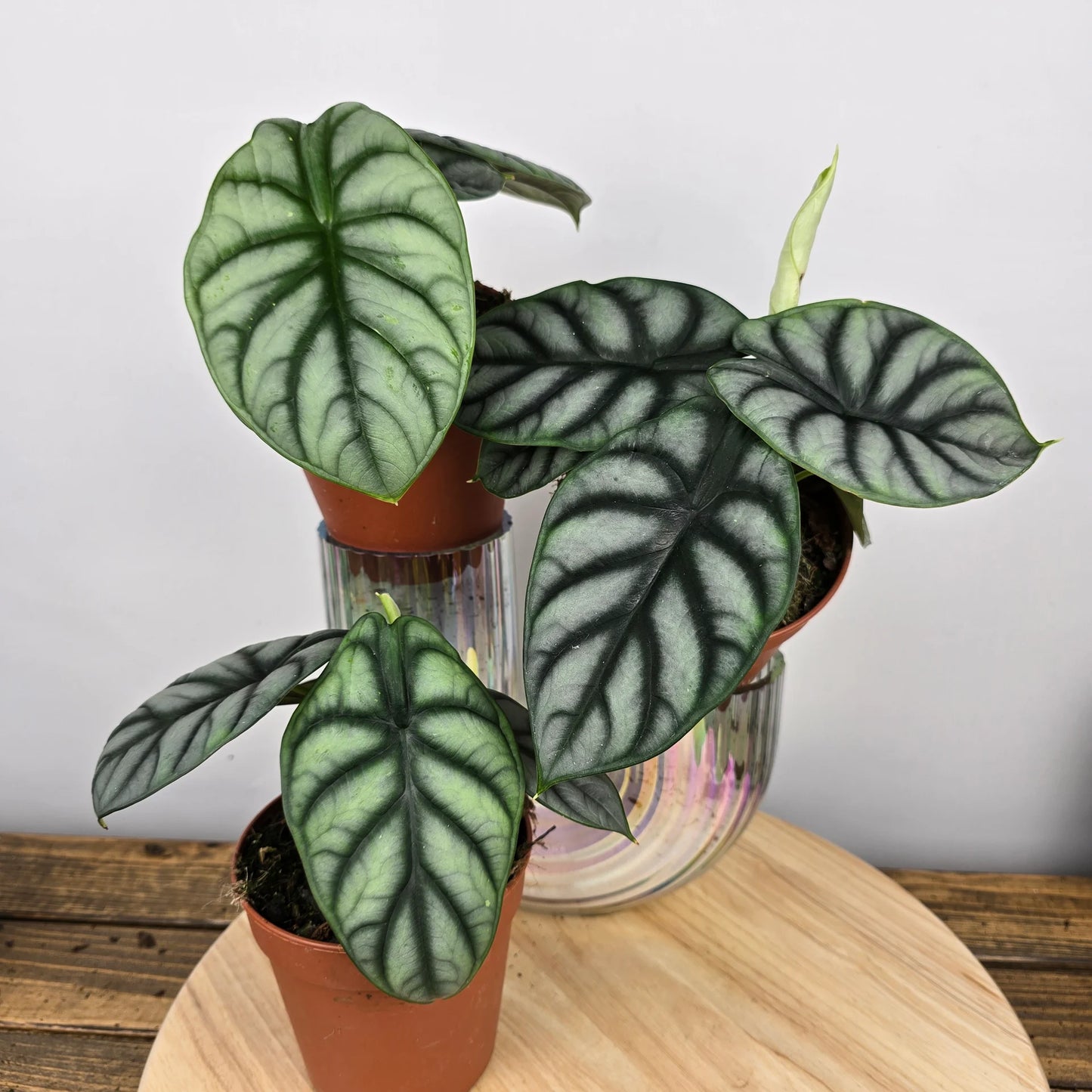 Alocasia 'Silver Dragon'