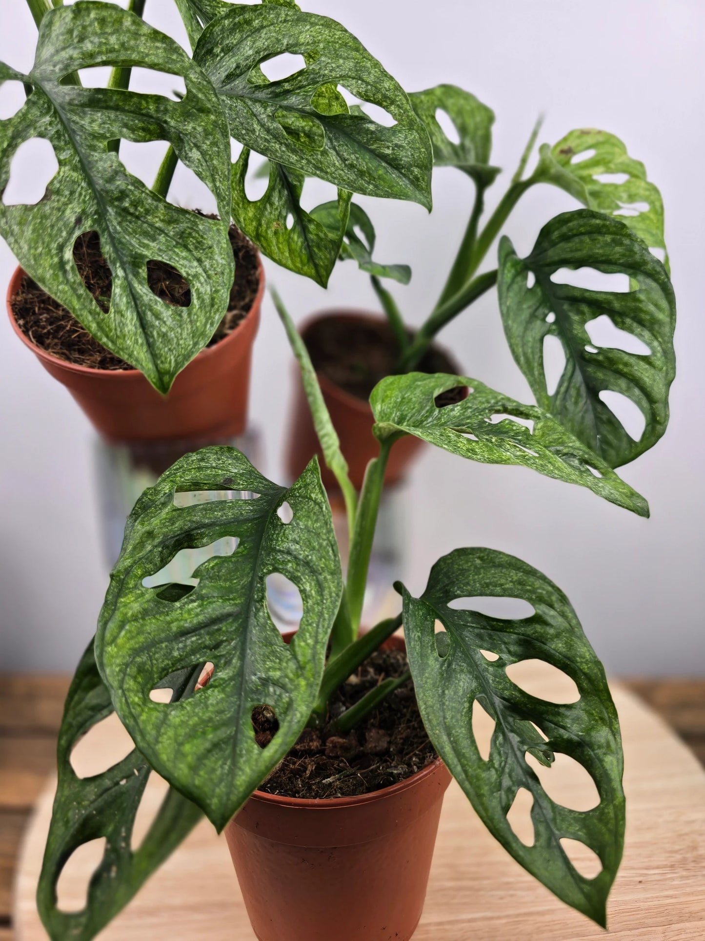 Monstera adansonii Mint