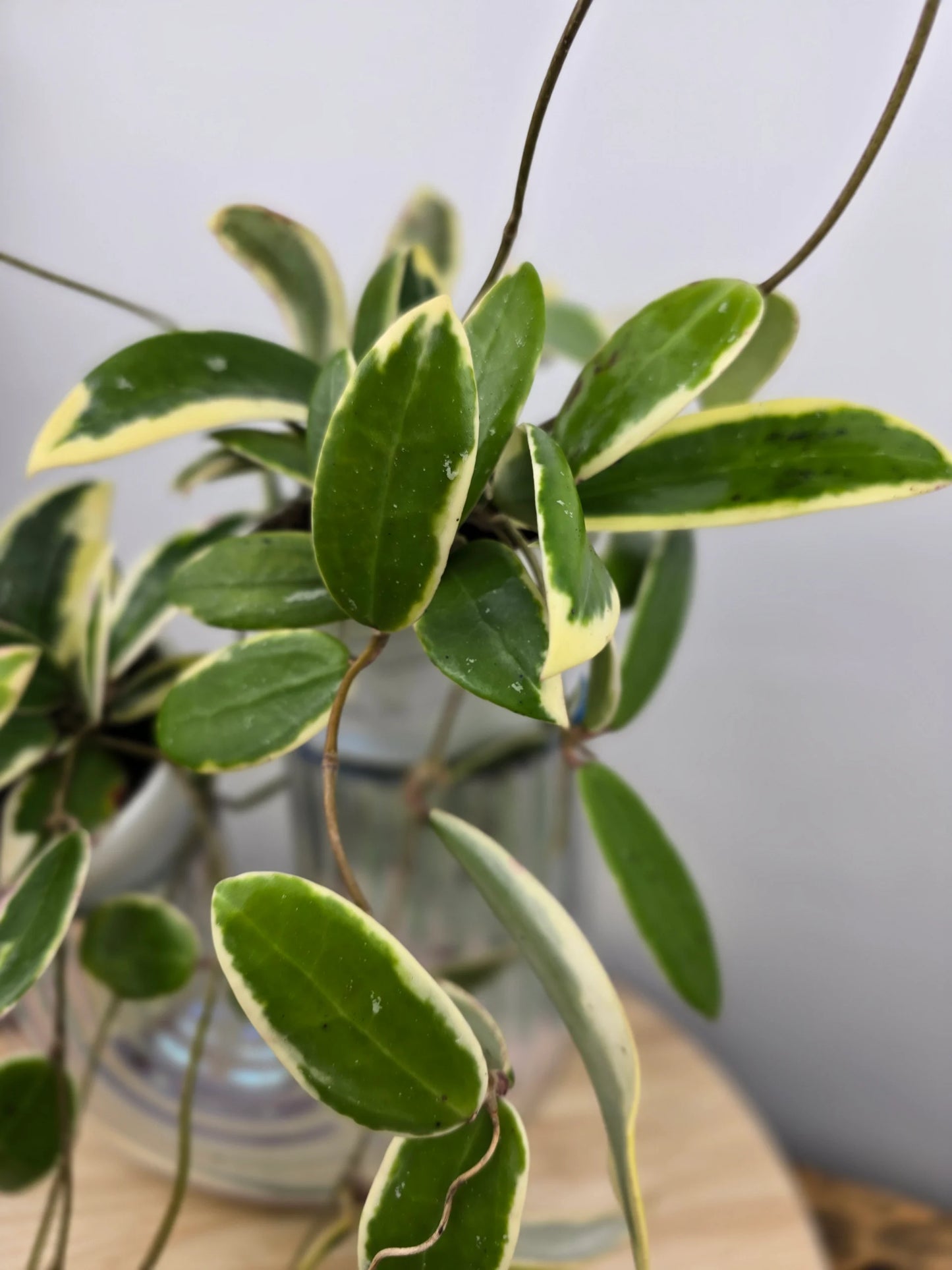 Hoya acuta 'variegata'
