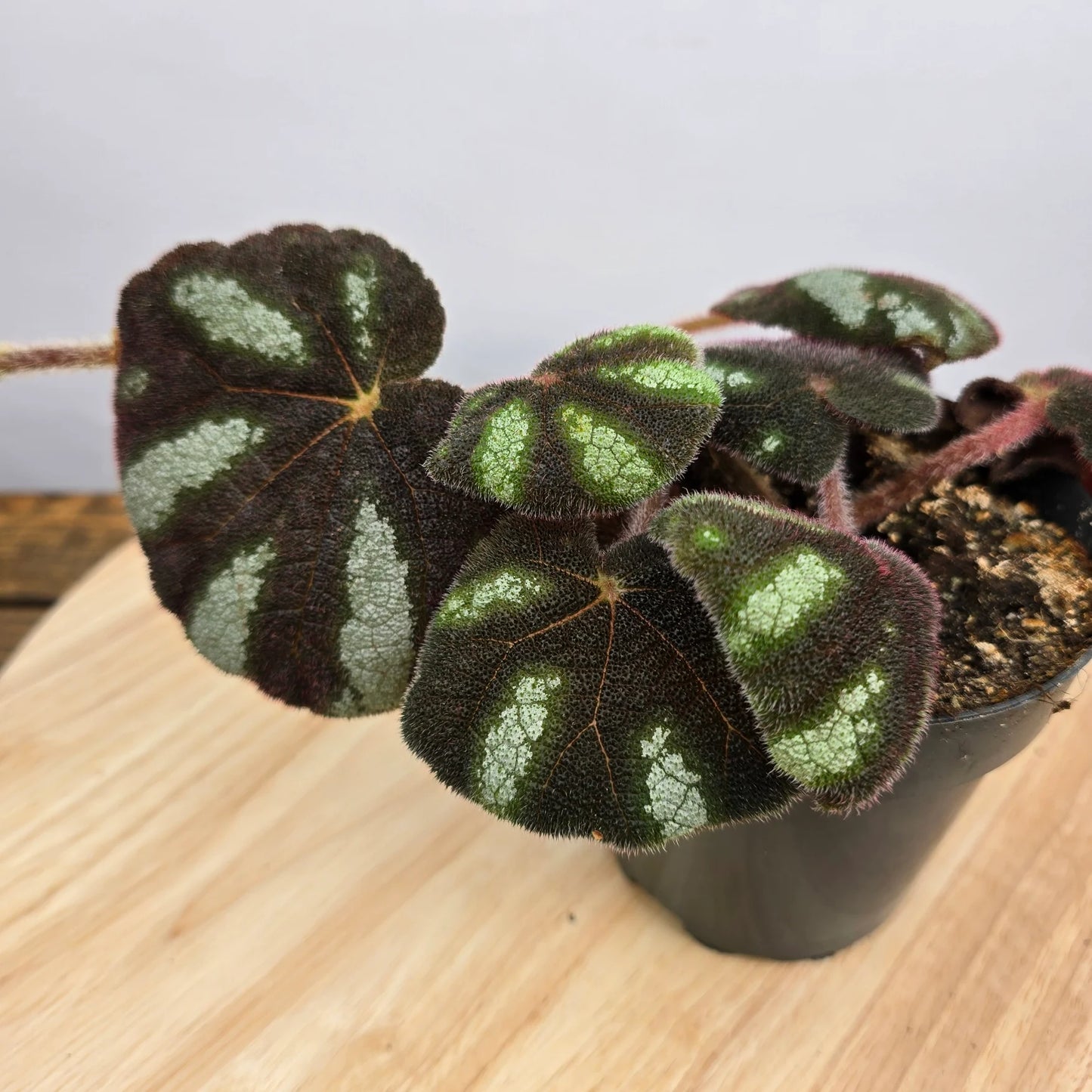 Begonia 'Ngoc Lac'