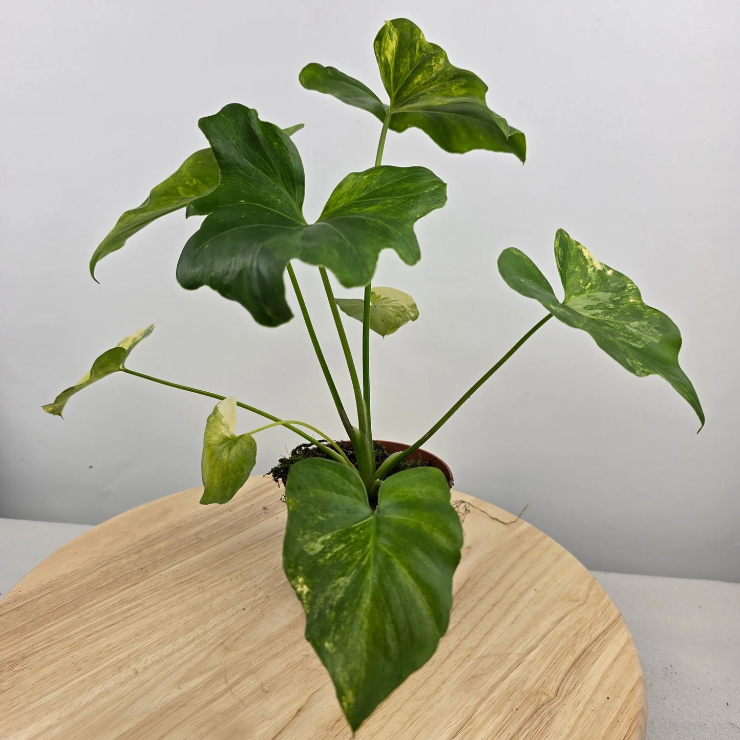 Philodendron Radiatum variegata