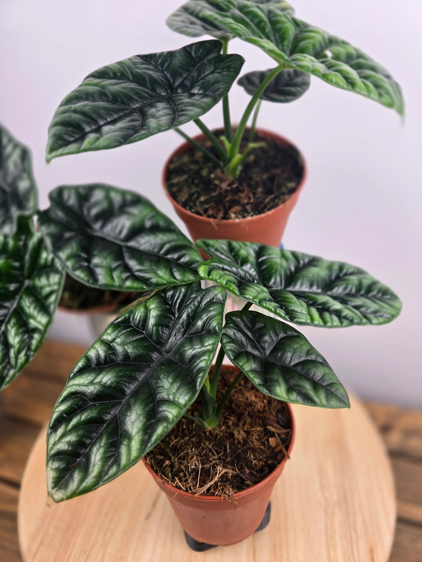 Alocasia Sinuata
