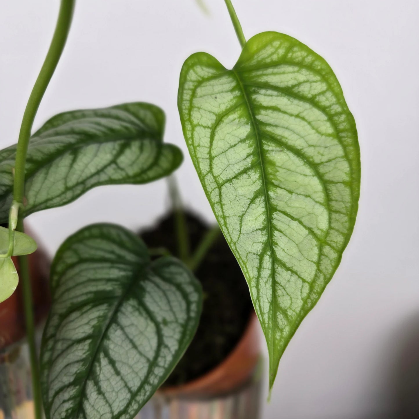Monstera siltepecana 'El Salvador'