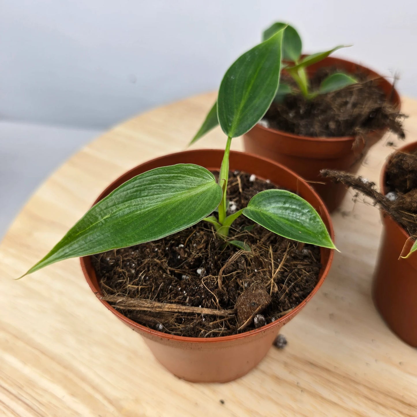 Philodendron 'Spiritus Sancti'
