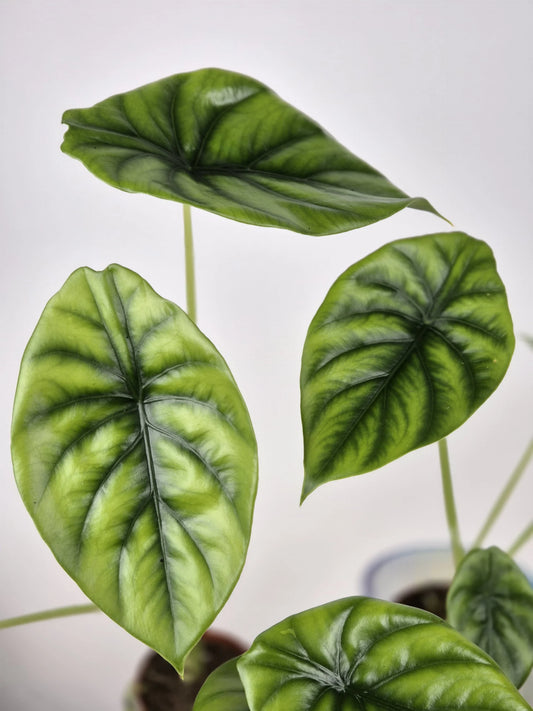 Alocasia clypeolata 'Green Shield'
