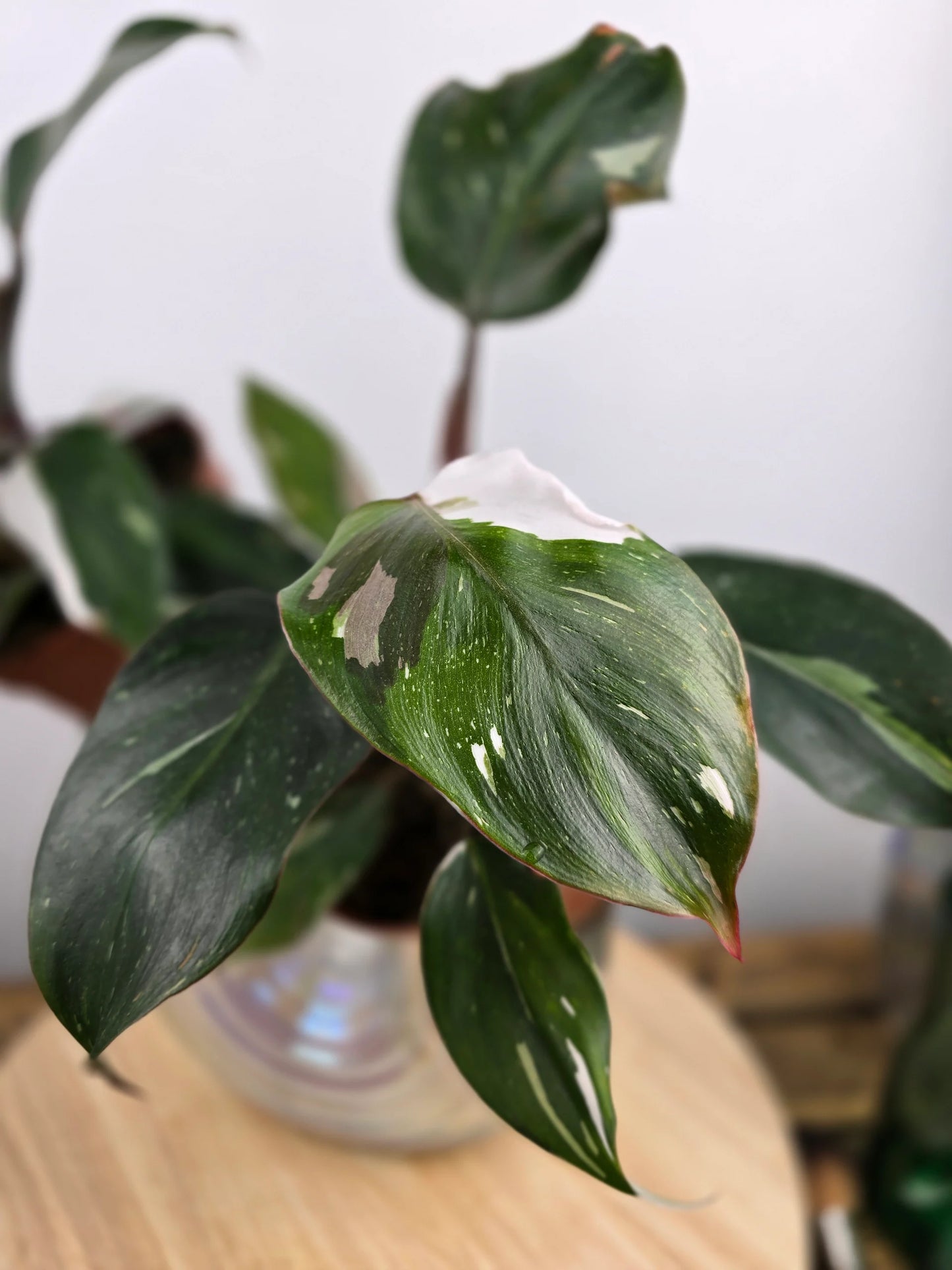 Philodendron 'White Knight'