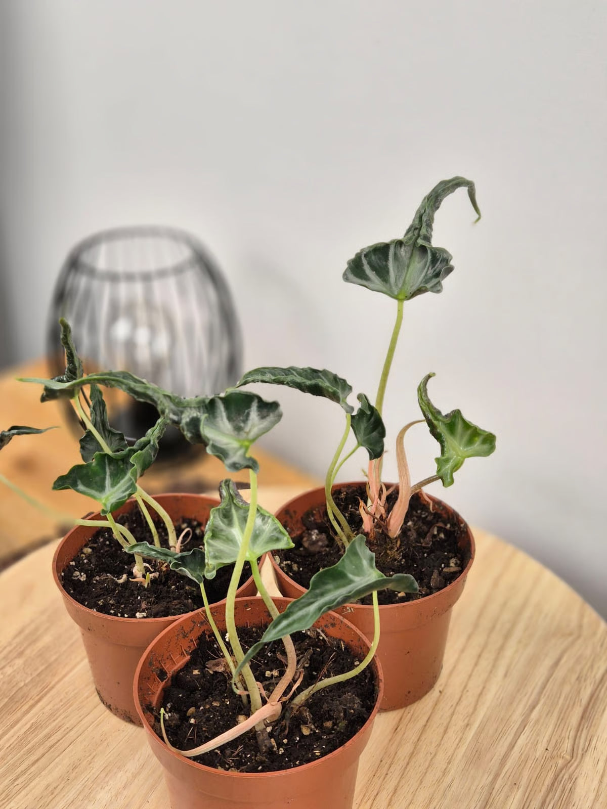 Alocasia 'Loco'