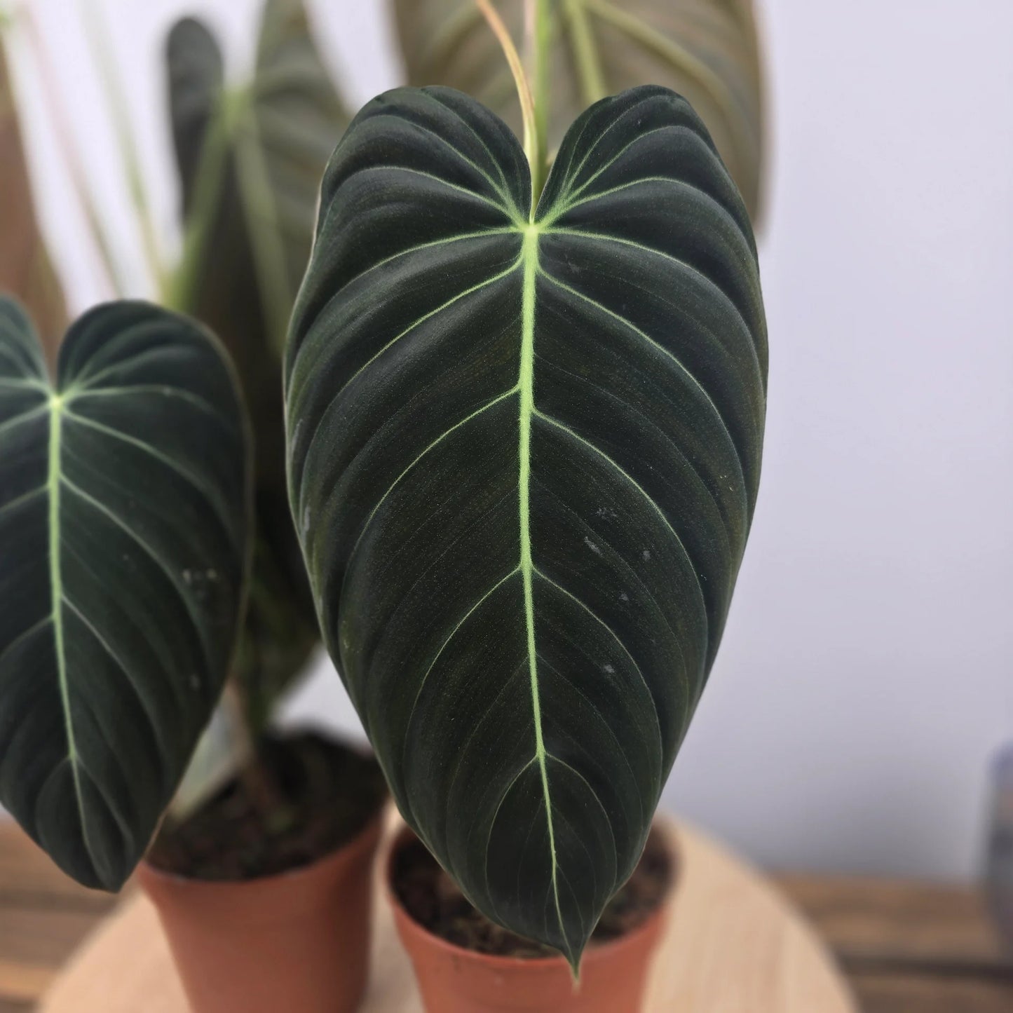 Philodendron Melanochrysum