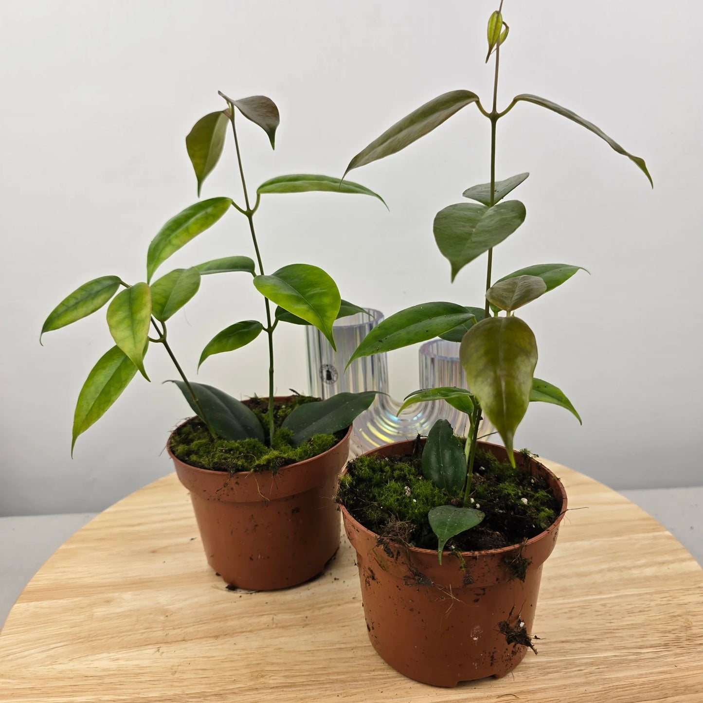 Hoya Paziae