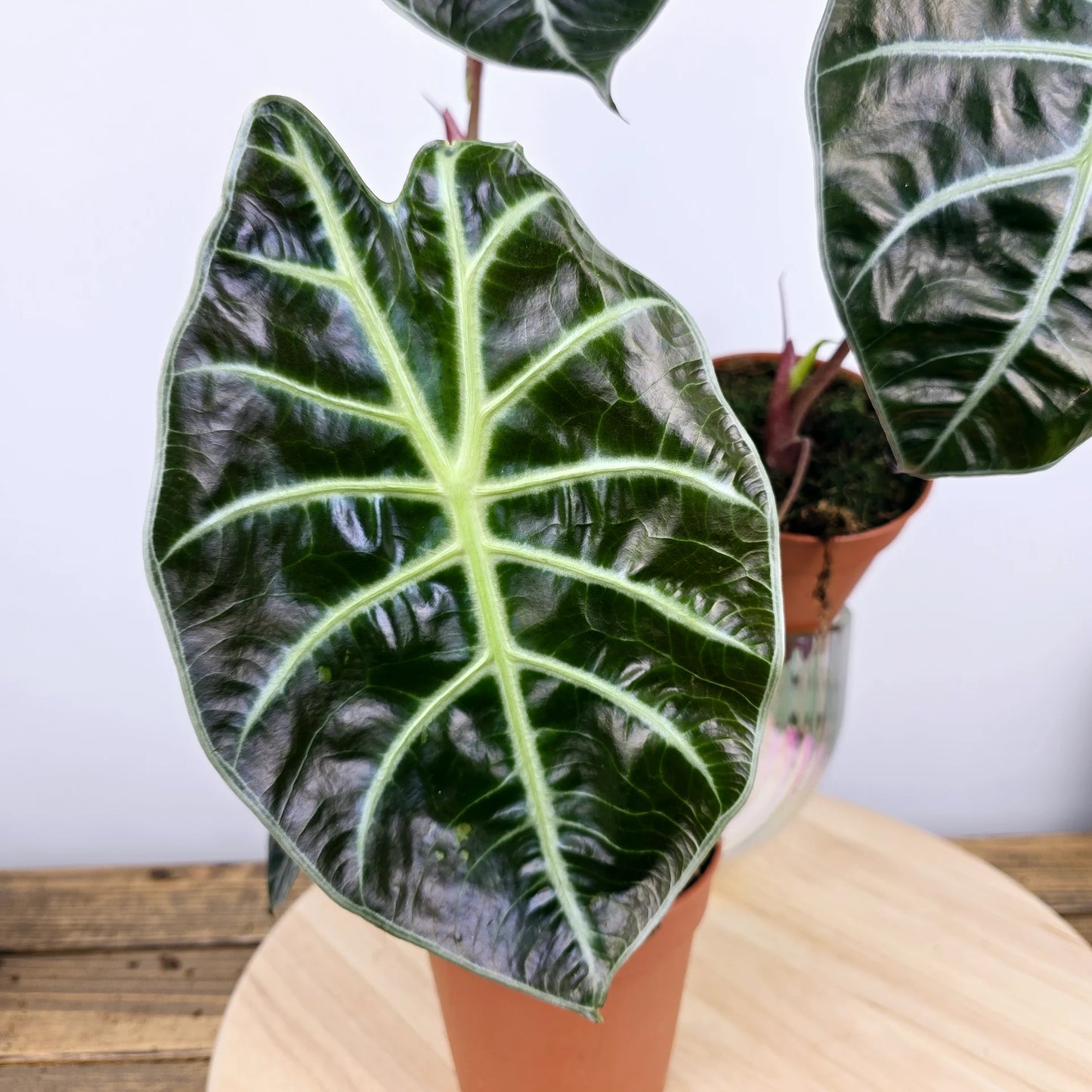 Alocasia suhirmaniana 'Red Petiole'