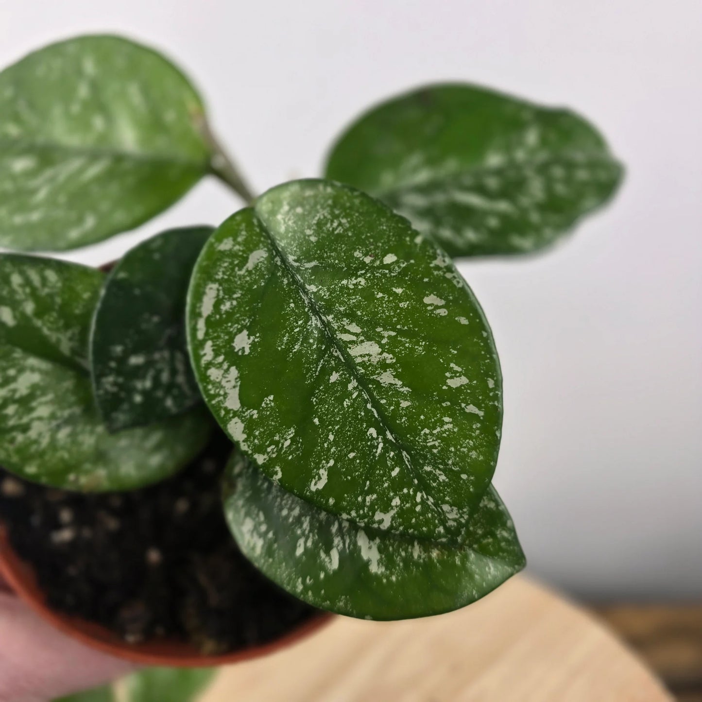 Hoya carnosa 'Freckles Splash'