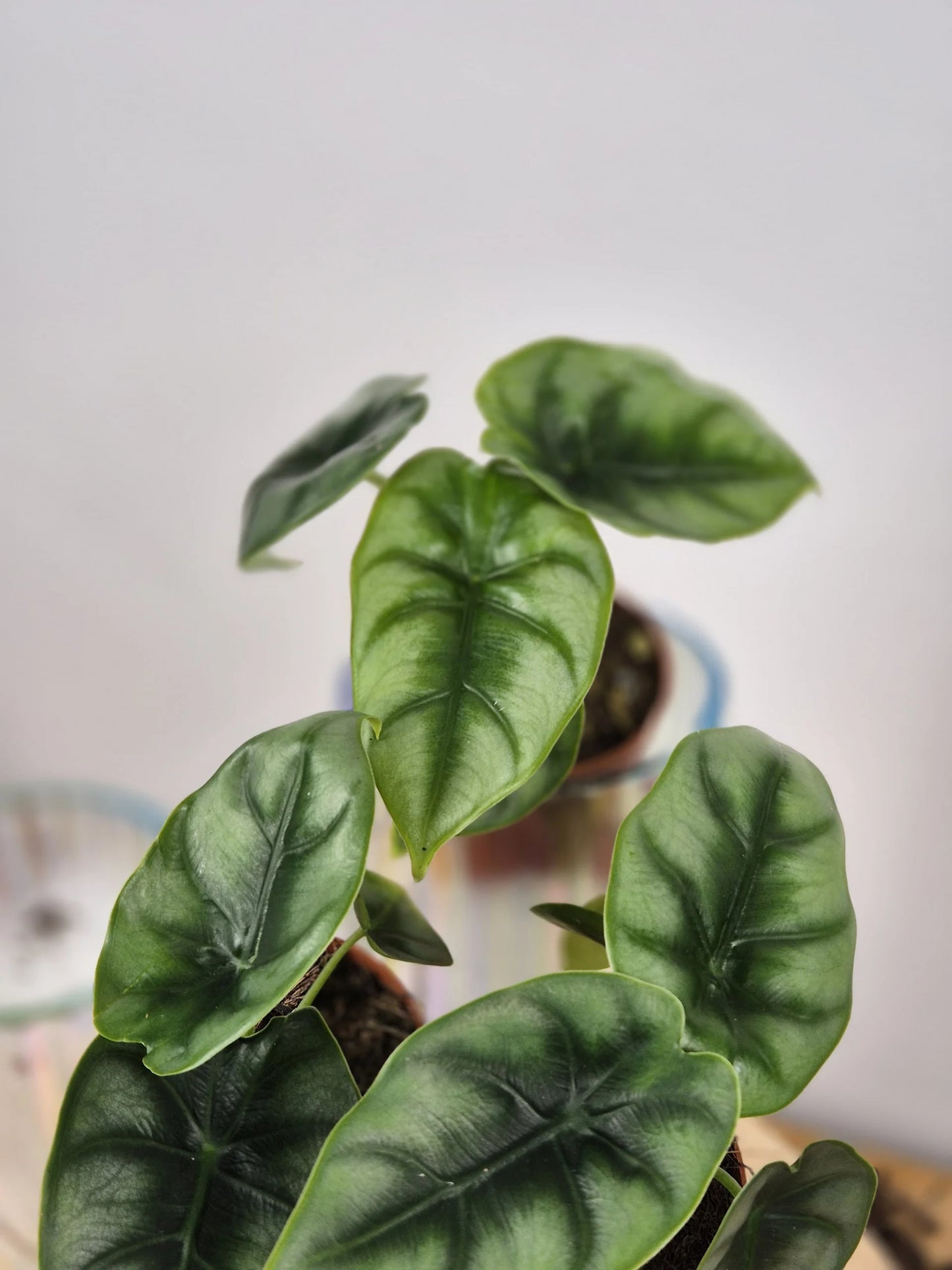 Alocasia reversa